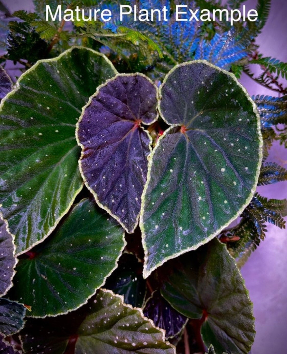 READY SOON Begonia Botanicaz 56 V.1
