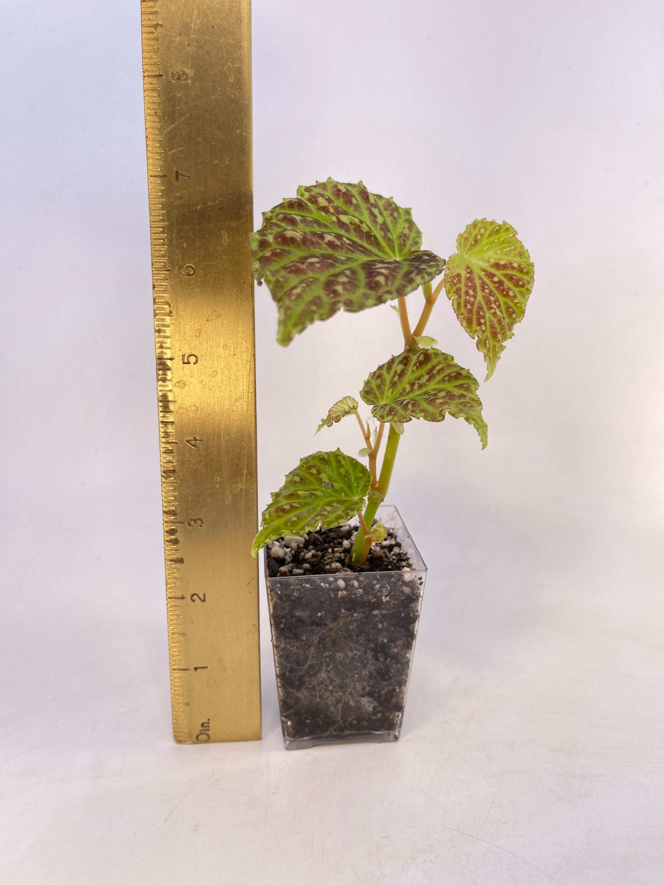 Begonia Botanicaz 48