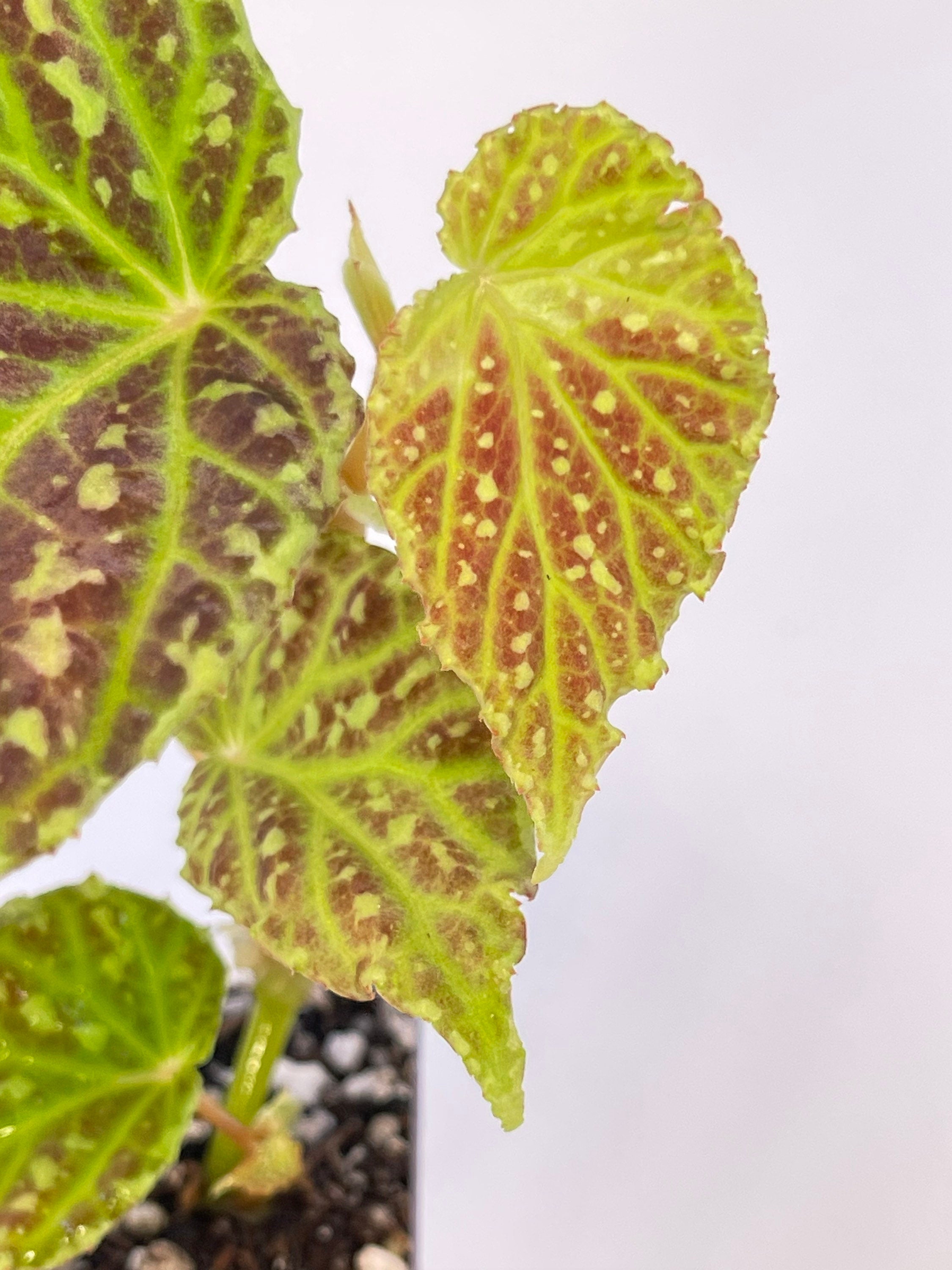 Begonia Botanicaz 48