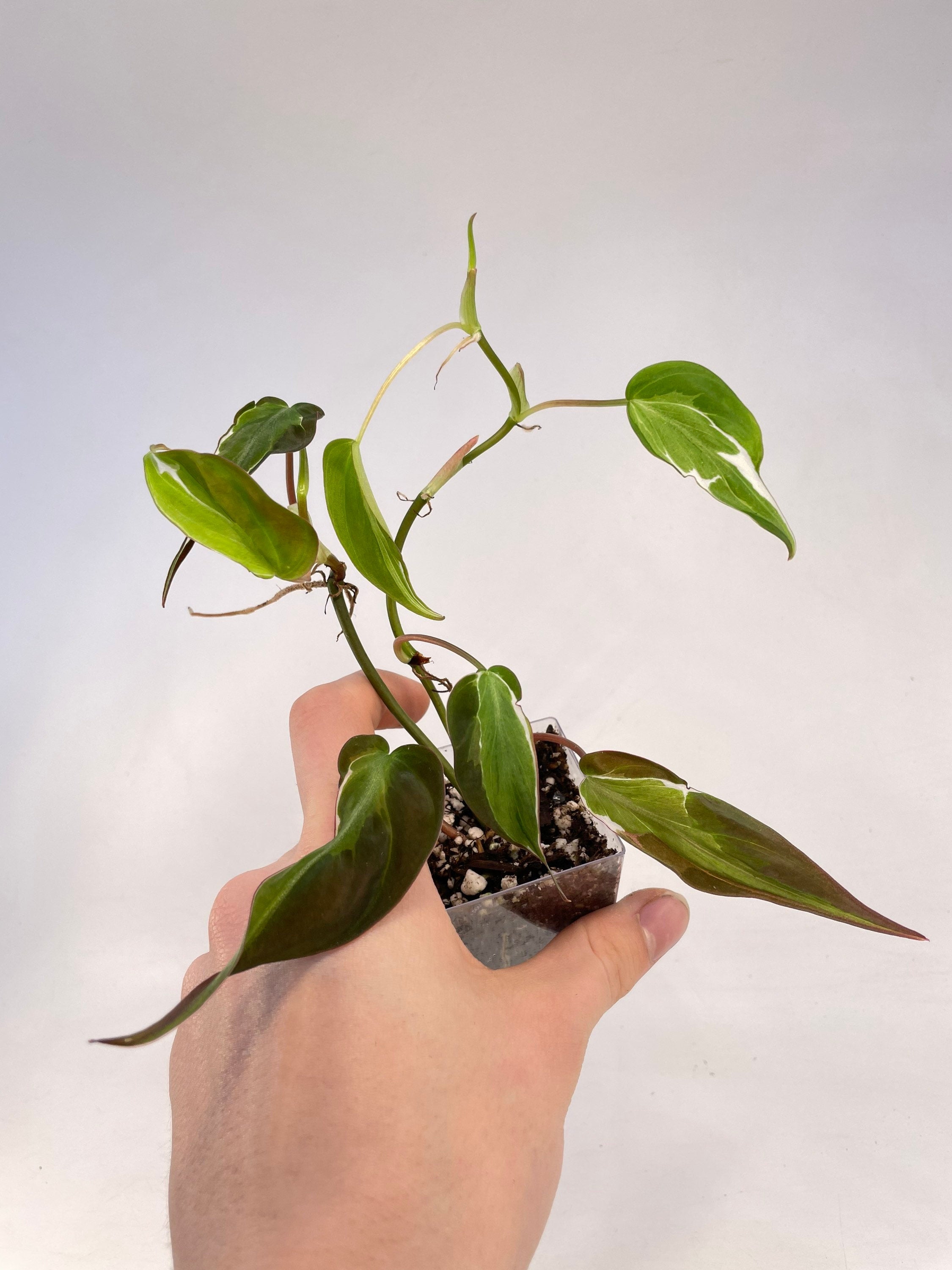 Variegated Philodendron micans ‘Velvet Halo’ Non-Exact (Can acclimate to house conditions)