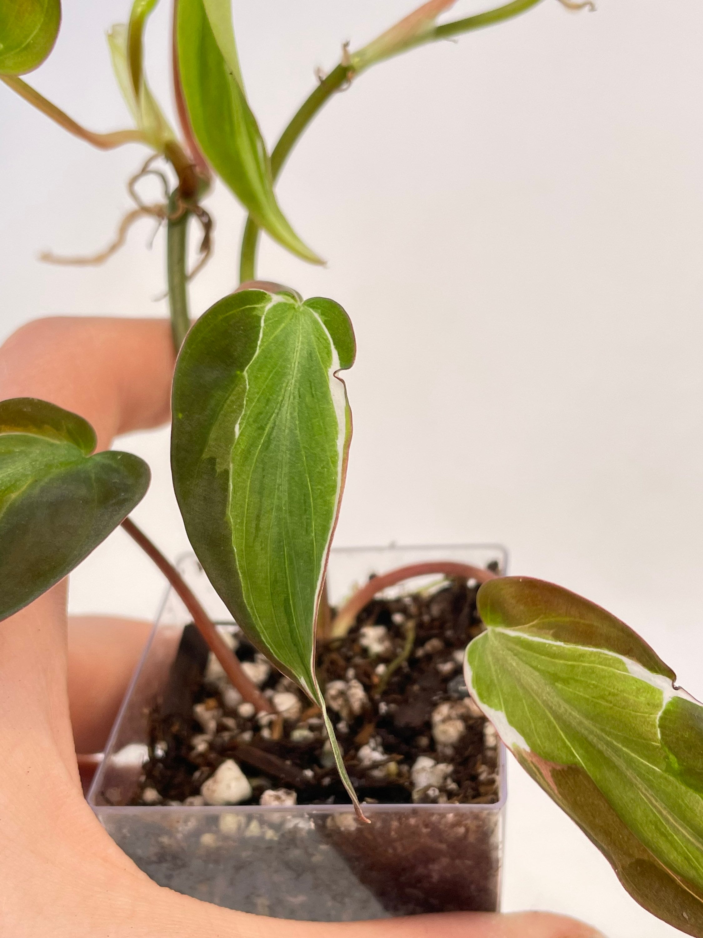 Variegated Philodendron micans ‘Velvet Halo’ Non-Exact (Can acclimate to house conditions)