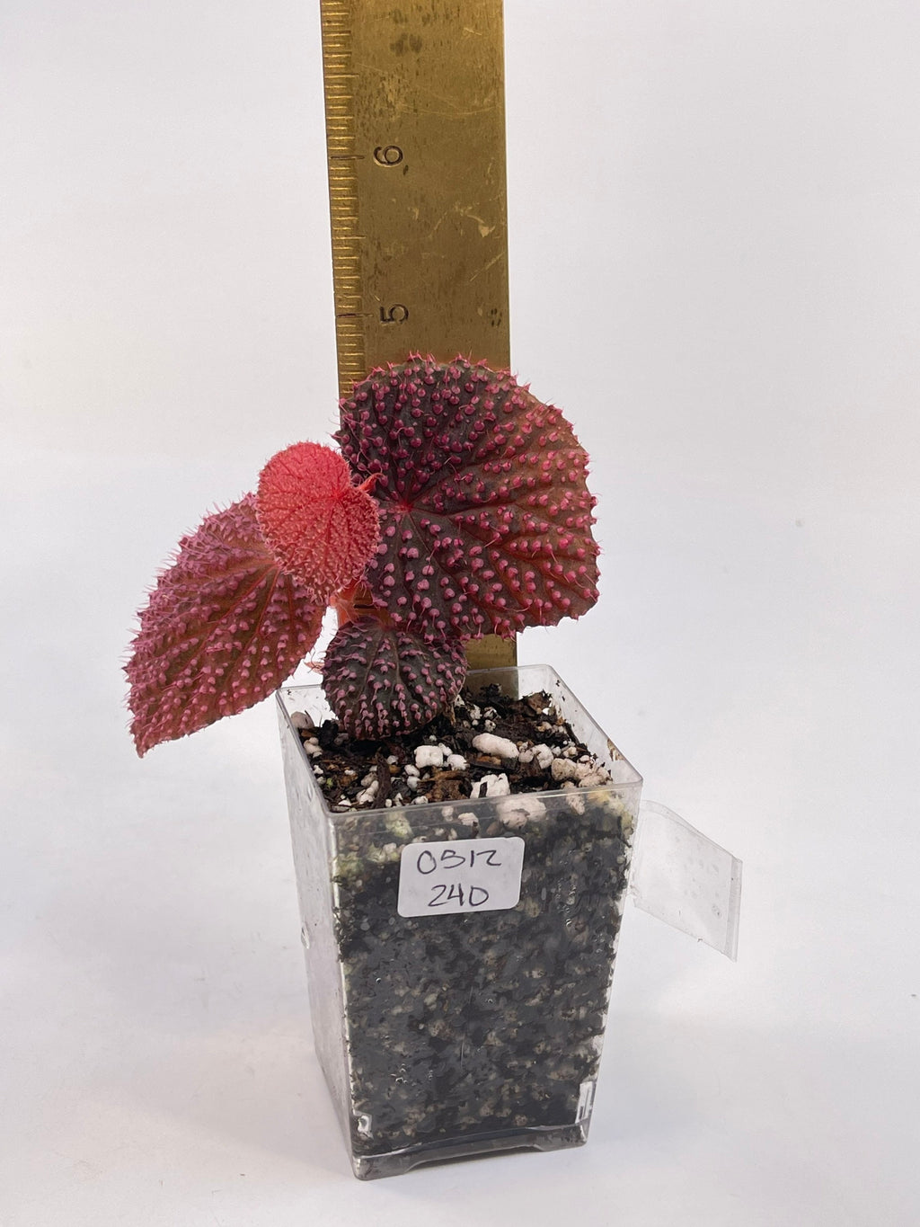 MEDIUM Begonia Botanicaz 7 ‘Pink Urchin’