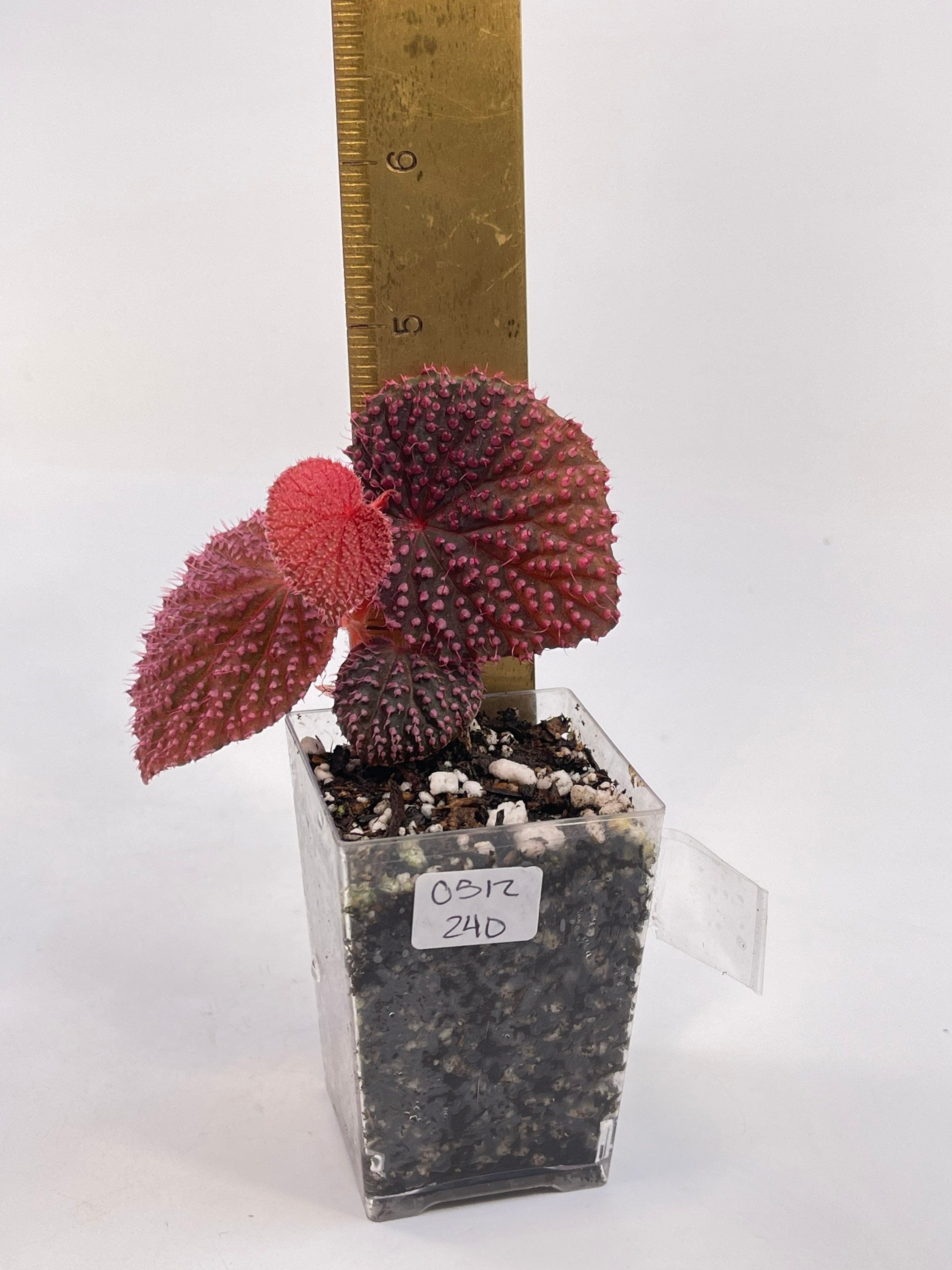 READY SOON Begonia Botanicaz 7 ‘Pink Urchin’