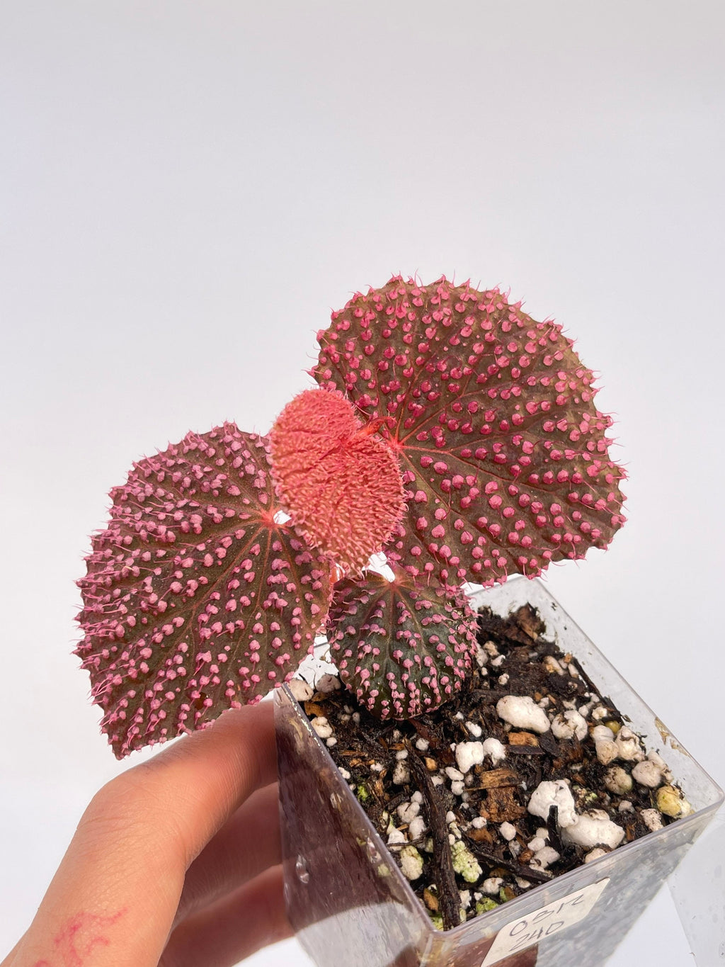 MEDIUM Begonia Botanicaz 7 ‘Pink Urchin’