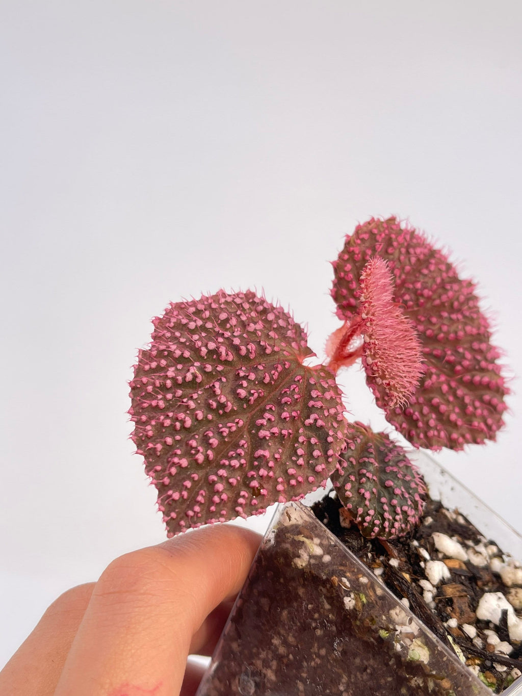 MEDIUM Begonia Botanicaz 7 ‘Pink Urchin’
