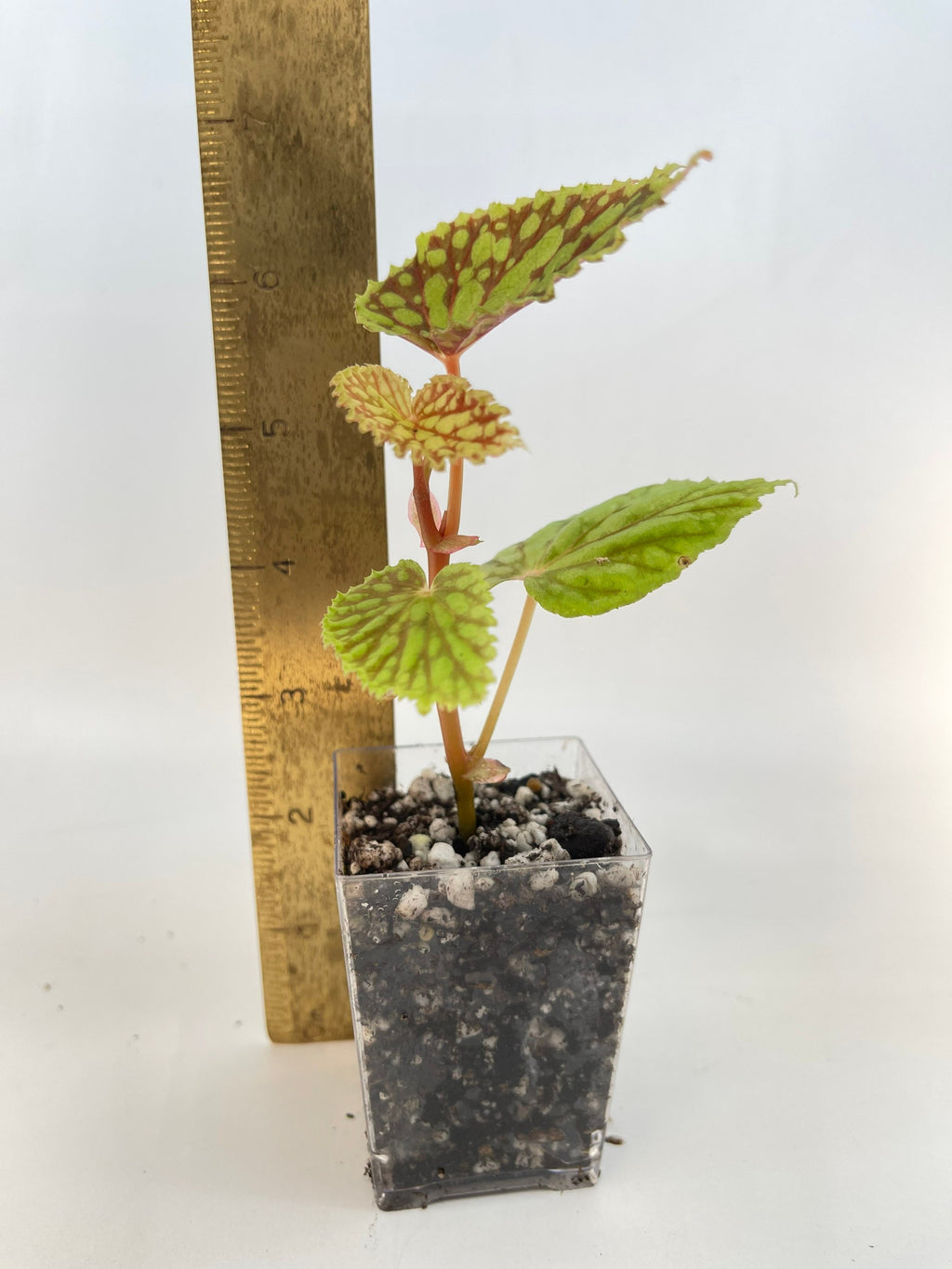 READY SOON Begonia sp. chlorosticta