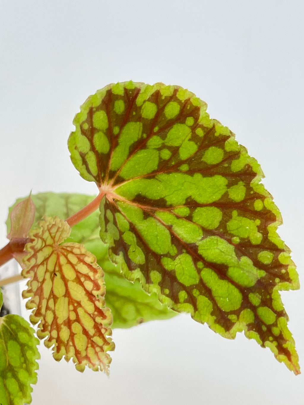 READY SOON Begonia sp. chlorosticta