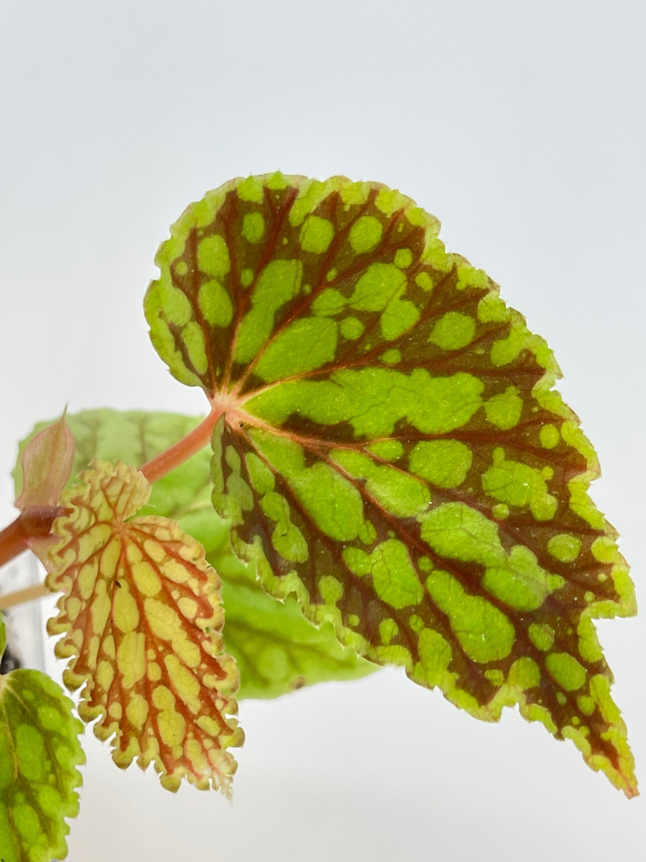 READY SOON Begonia sp. chlorosticta