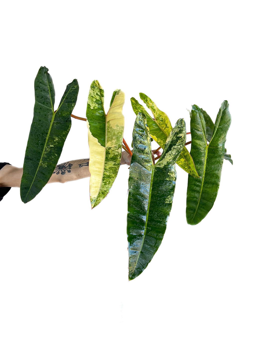 Variegated Philodendron billietiae (non-exact)