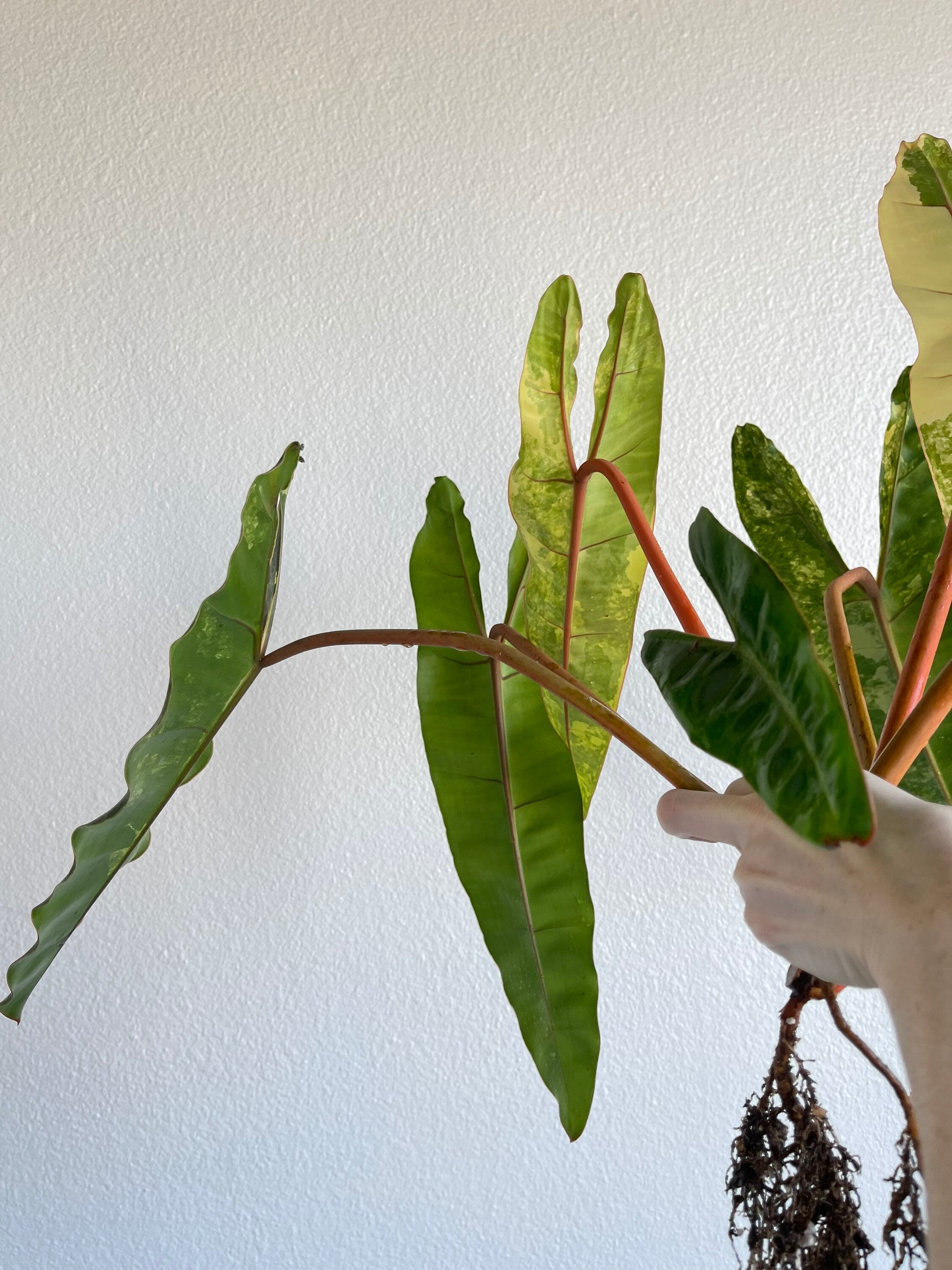 Variegated Philodendron billietiae (non-exact)