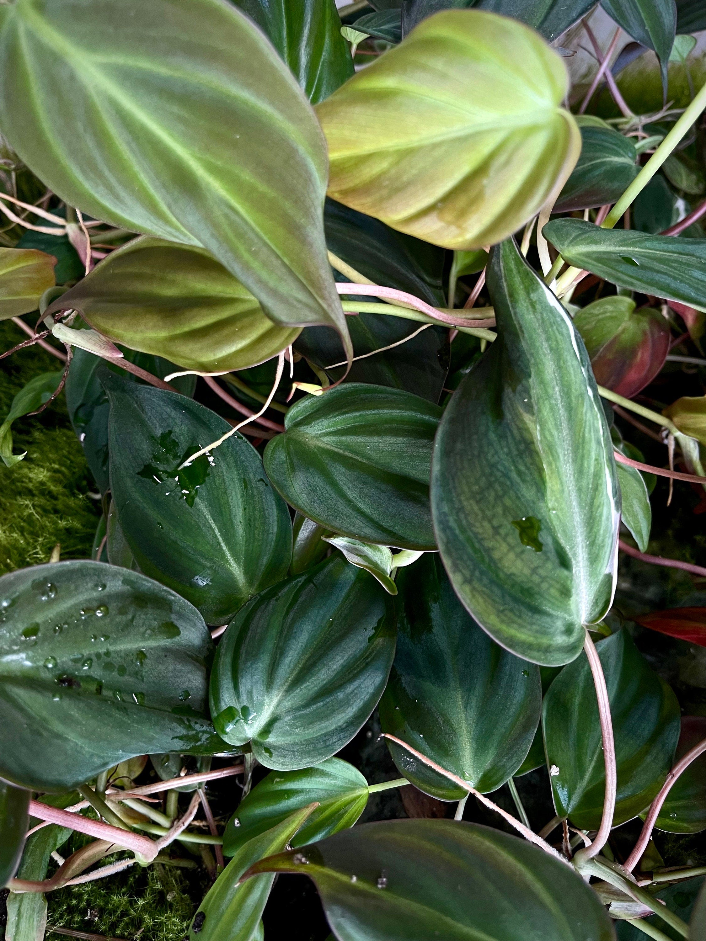 One FREE per item purchased Possibly Reverting Variegated Philodendron micans (Can acclimate to house conditions)