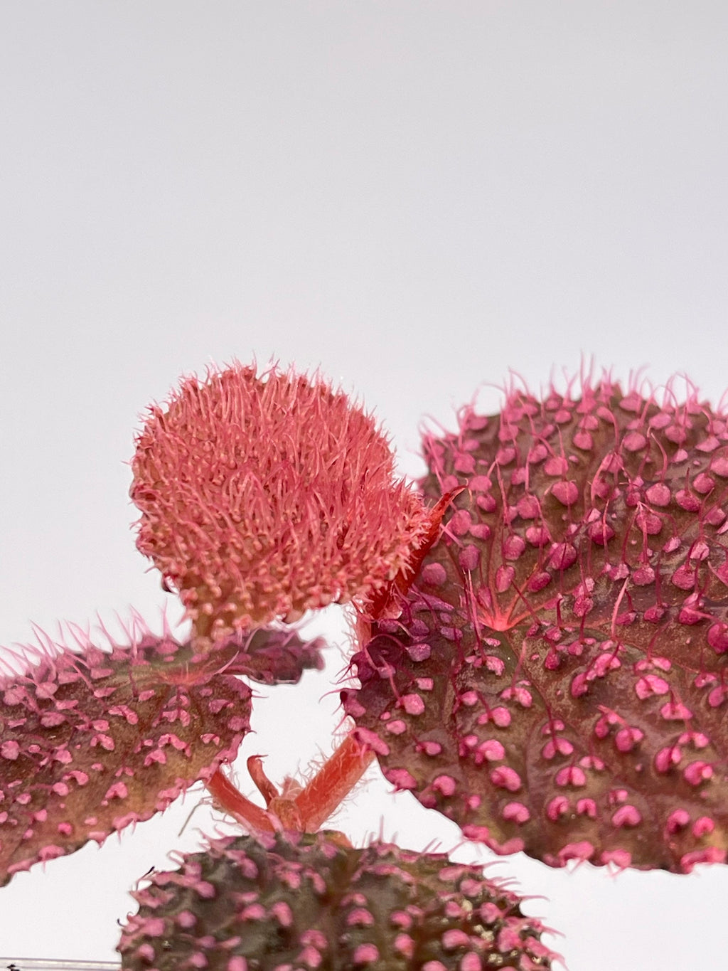 MEDIUM Begonia Botanicaz 7 ‘Pink Urchin’