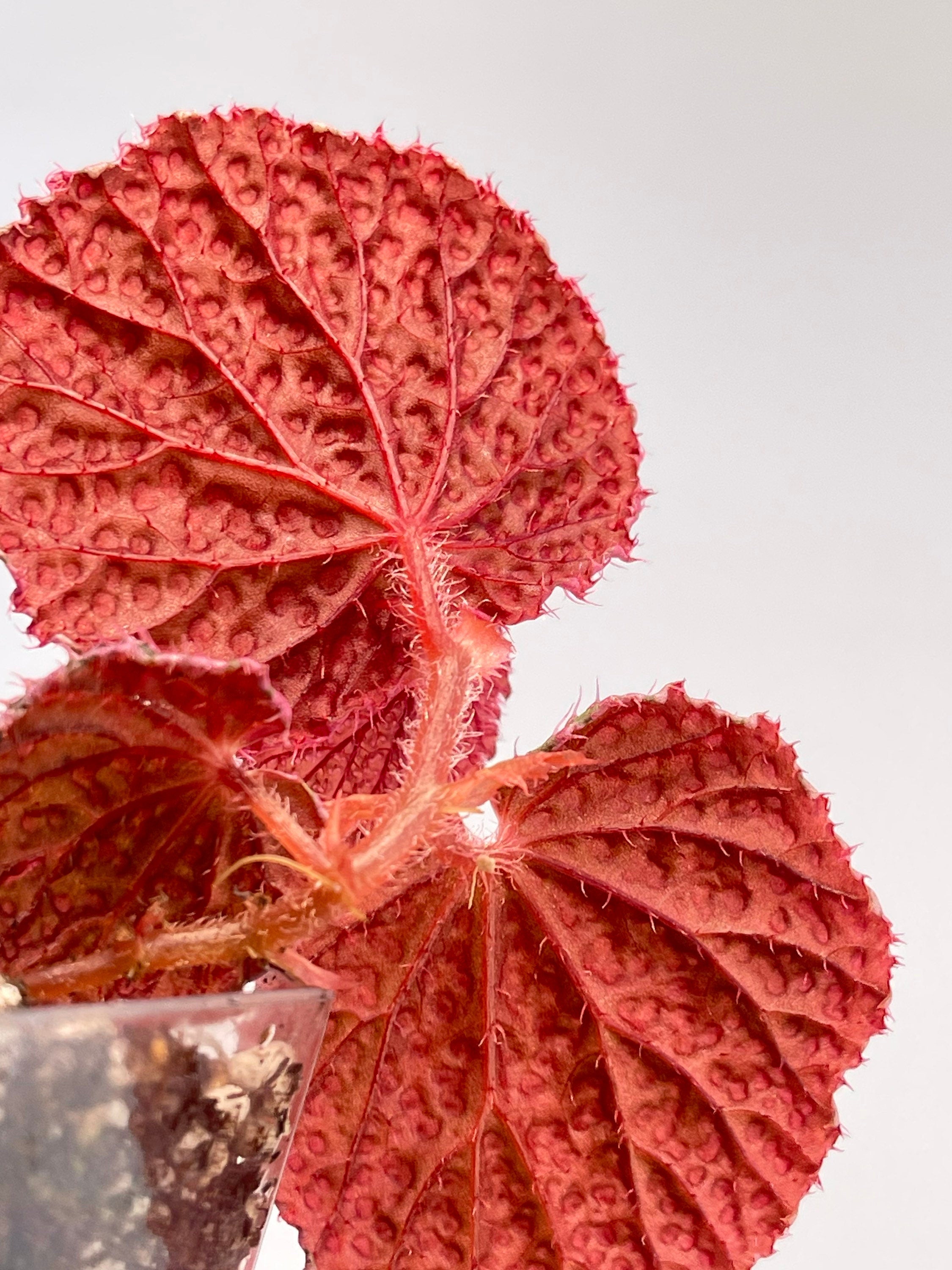 SMALL Begonia Botanicaz 7 ‘Pink Urchin’
