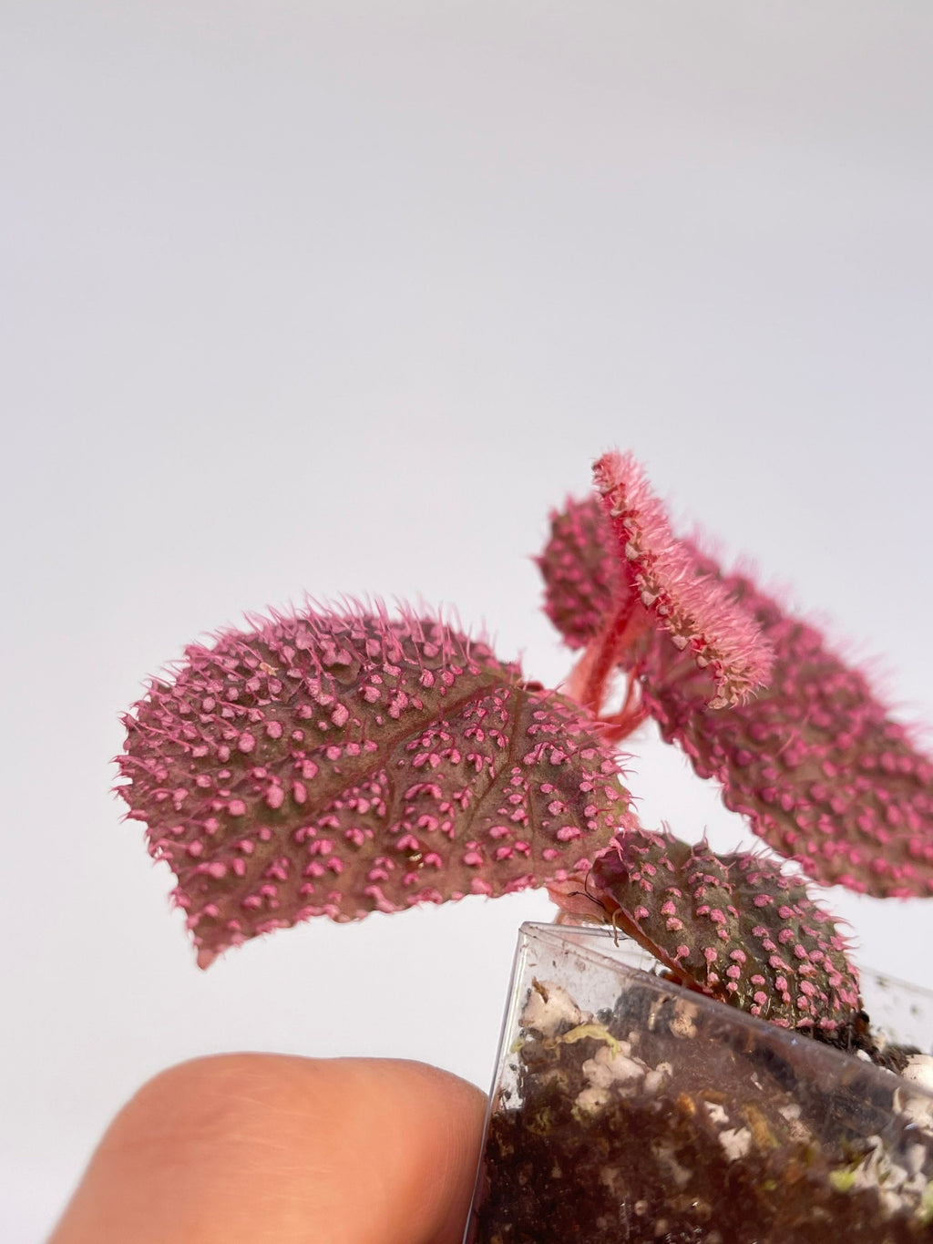 MEDIUM Begonia Botanicaz 7 ‘Pink Urchin’