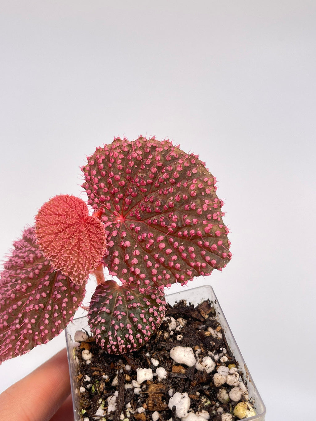 MEDIUM Begonia Botanicaz 7 ‘Pink Urchin’