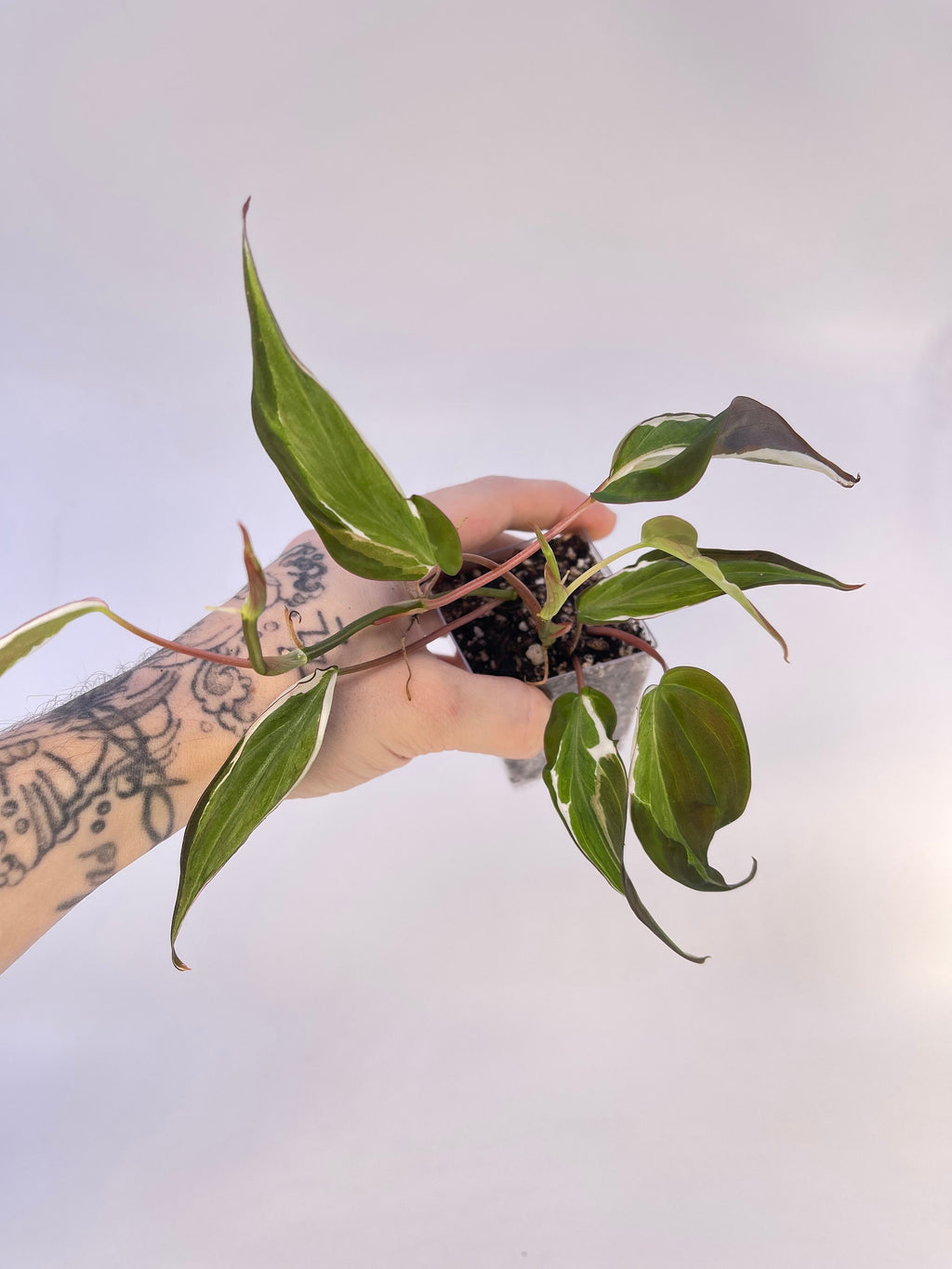 Variegated Philodendron micans ‘Velvet Halo’ Non-Exact