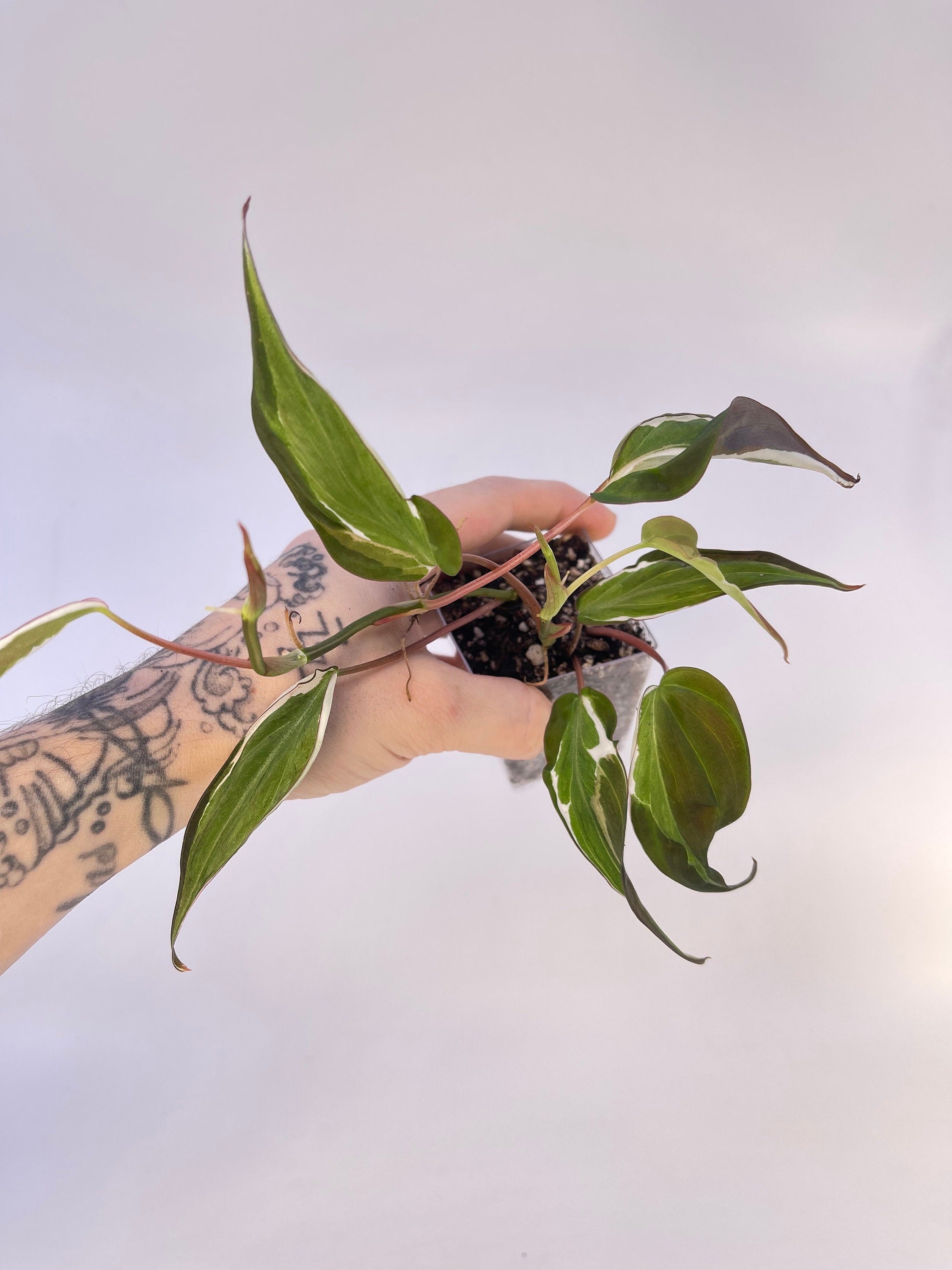 Variegated Philodendron micans ‘Velvet Halo’ Non-Exact
