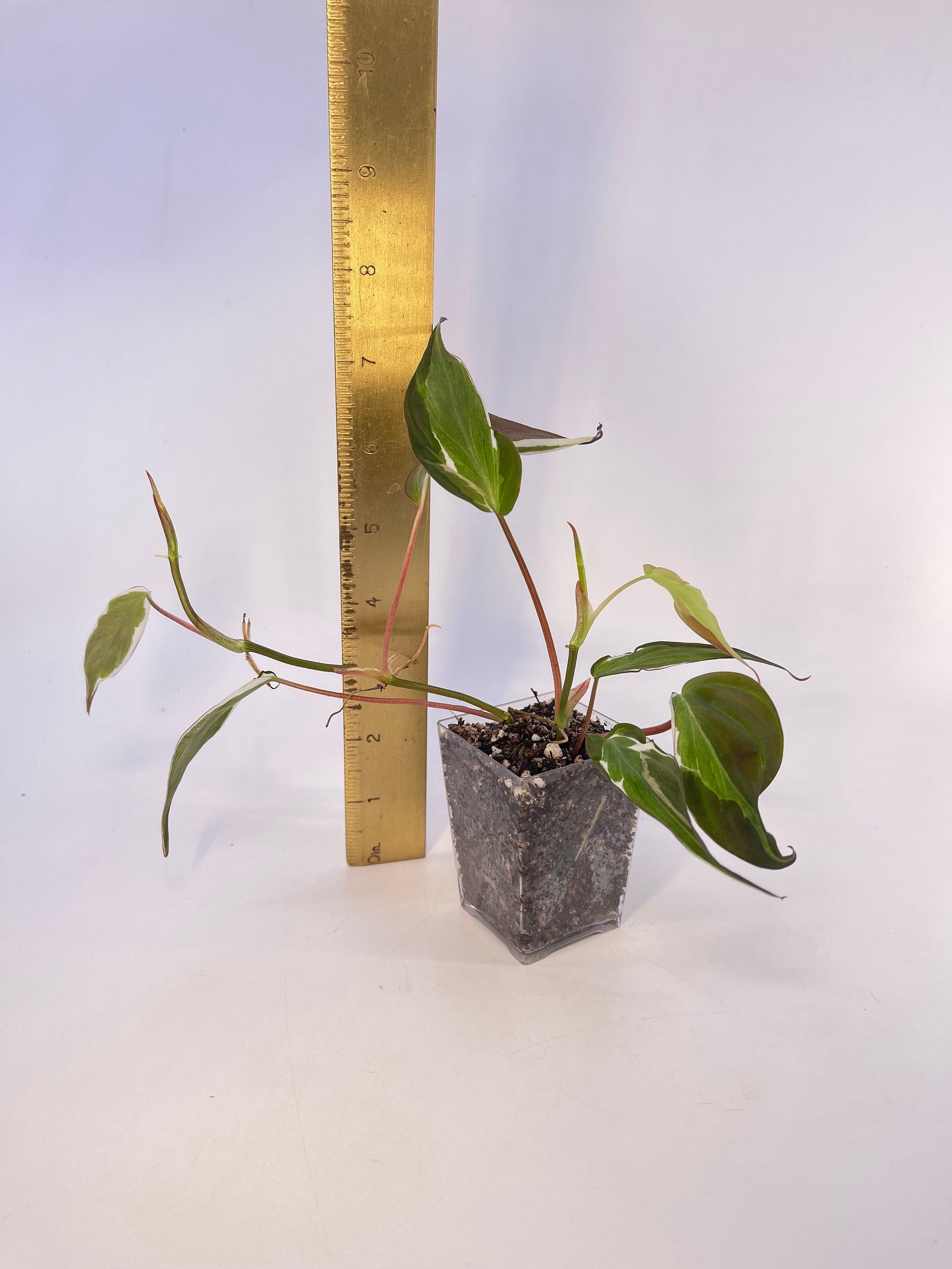 Variegated Philodendron micans ‘Velvet Halo’ Non-Exact