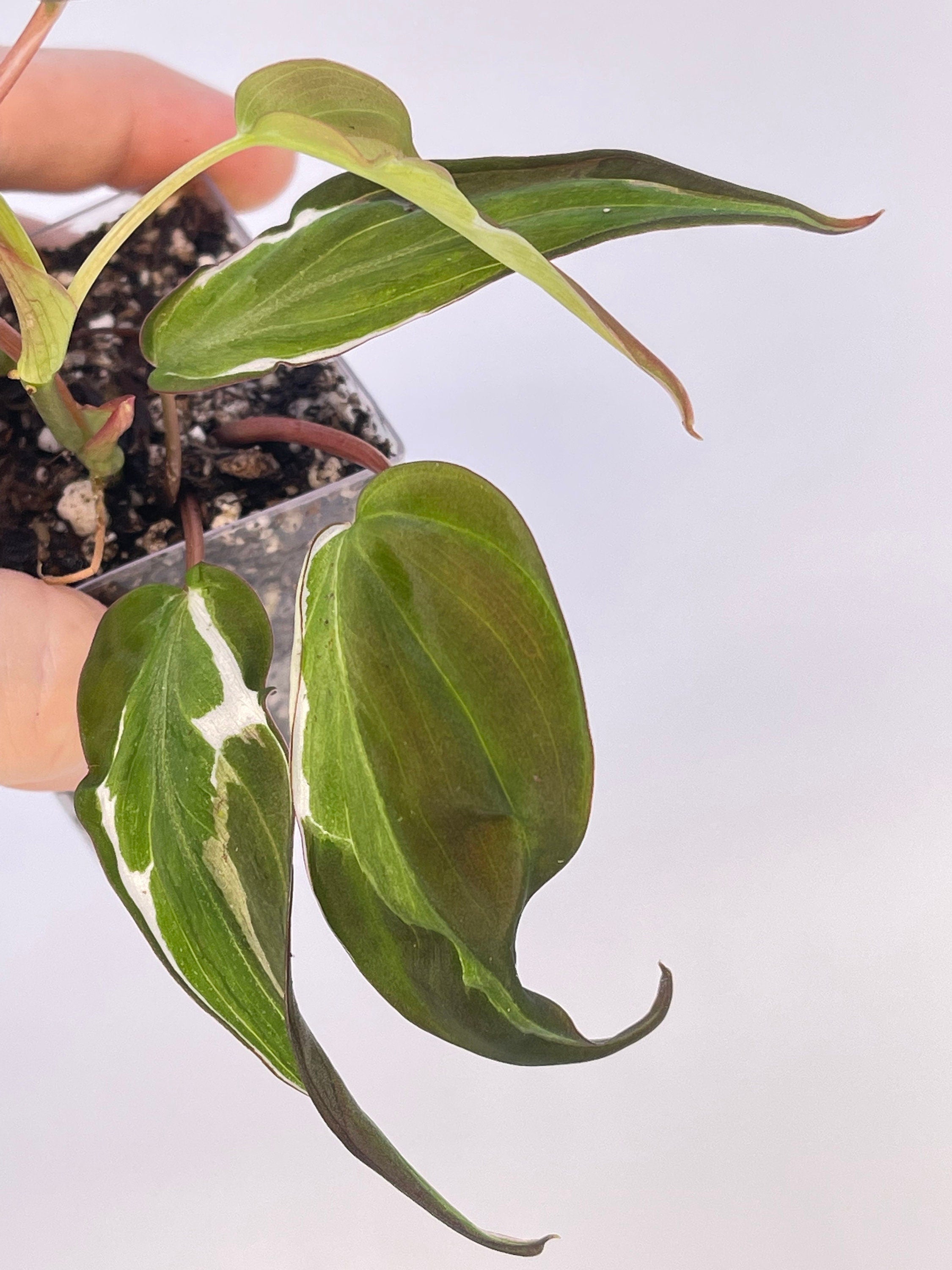 Variegated Philodendron micans ‘Velvet Halo’ Non-Exact