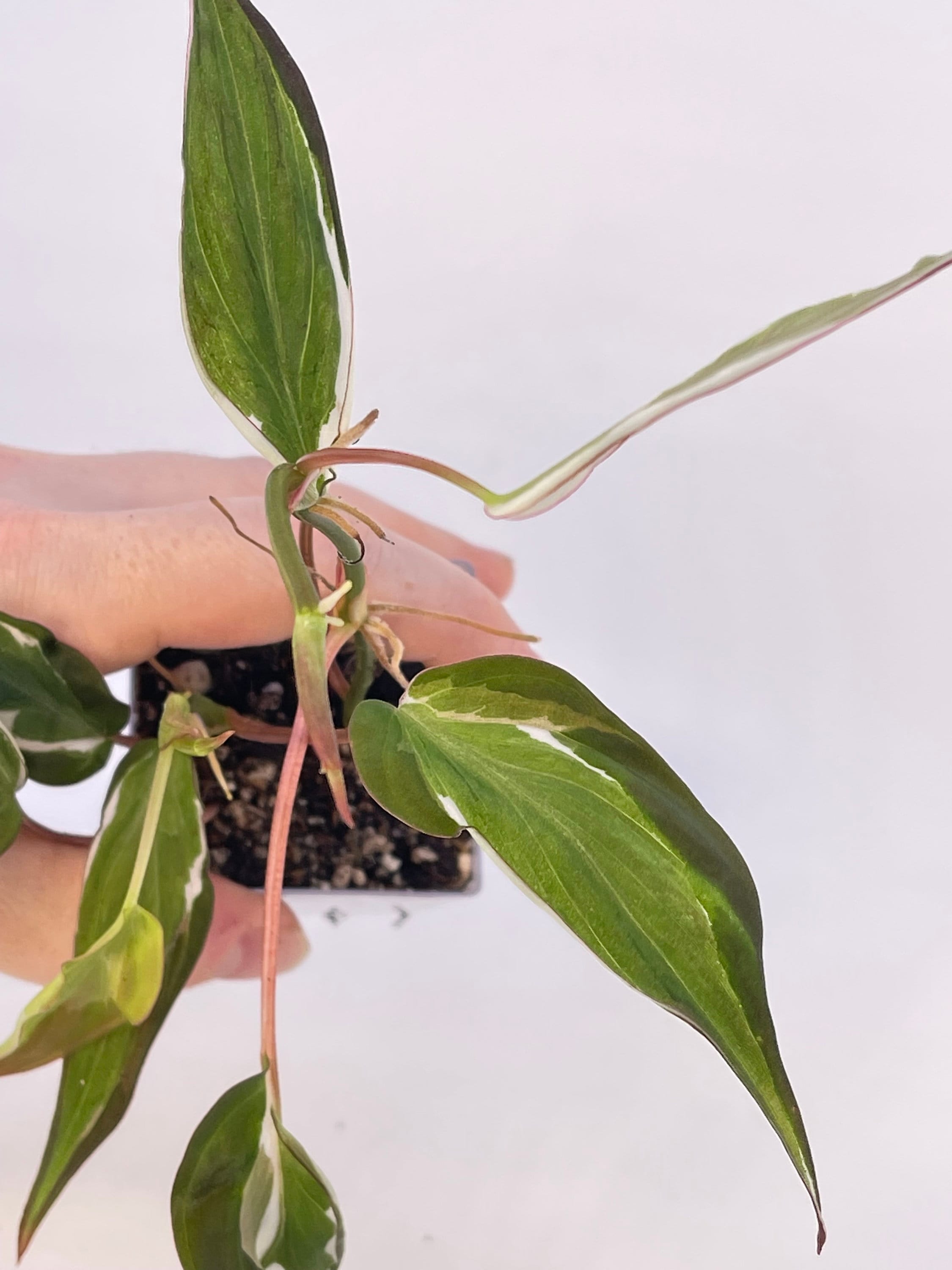 Variegated Philodendron micans ‘Velvet Halo’ Non-Exact