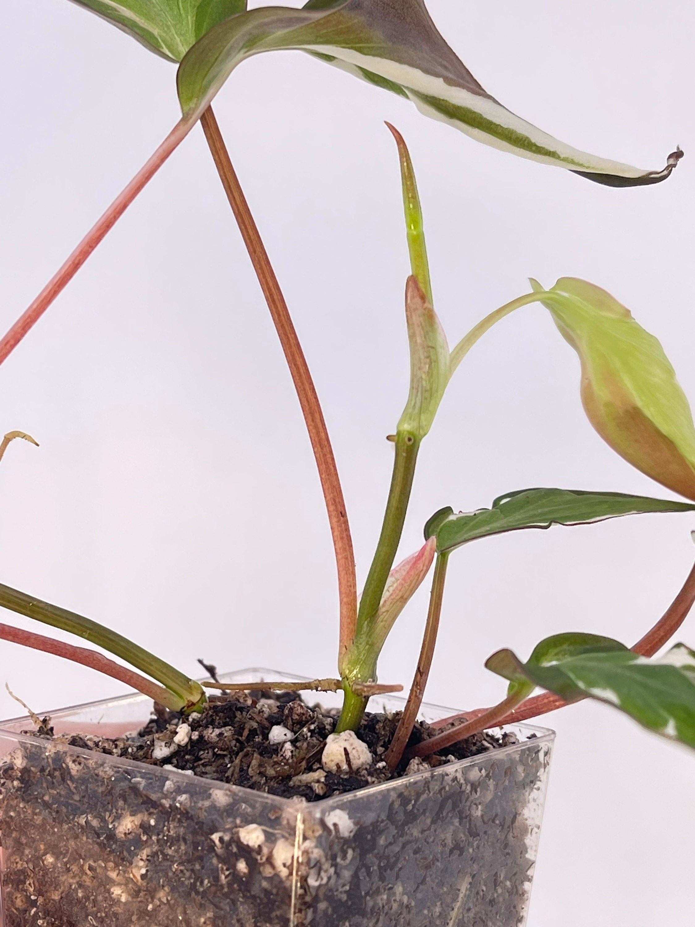 Variegated Philodendron micans ‘Velvet Halo’ Non-Exact