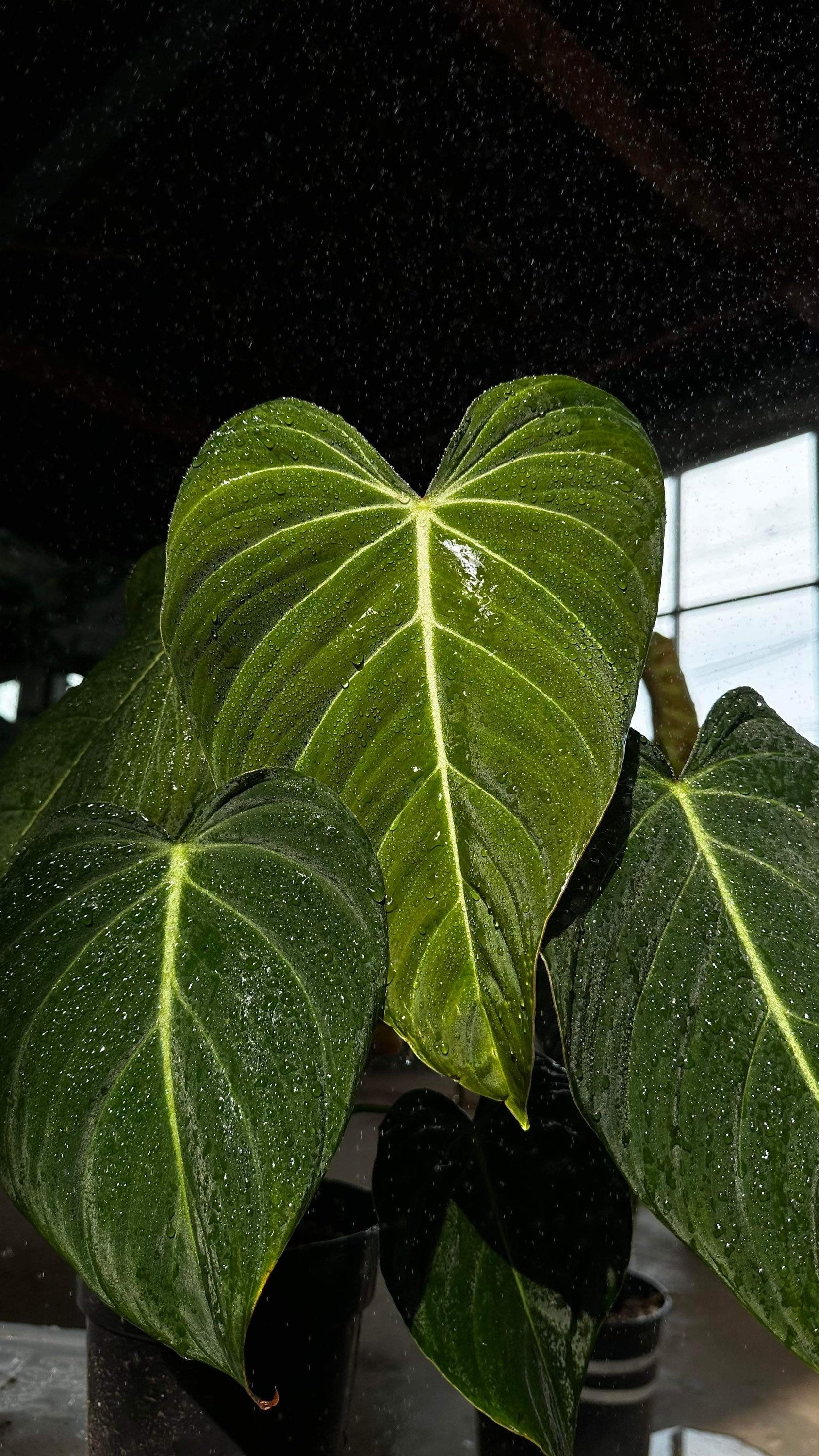 TOP CUTTING Philodendron ‘Glorious’ Top Cut (Can acclimate to house conditions)