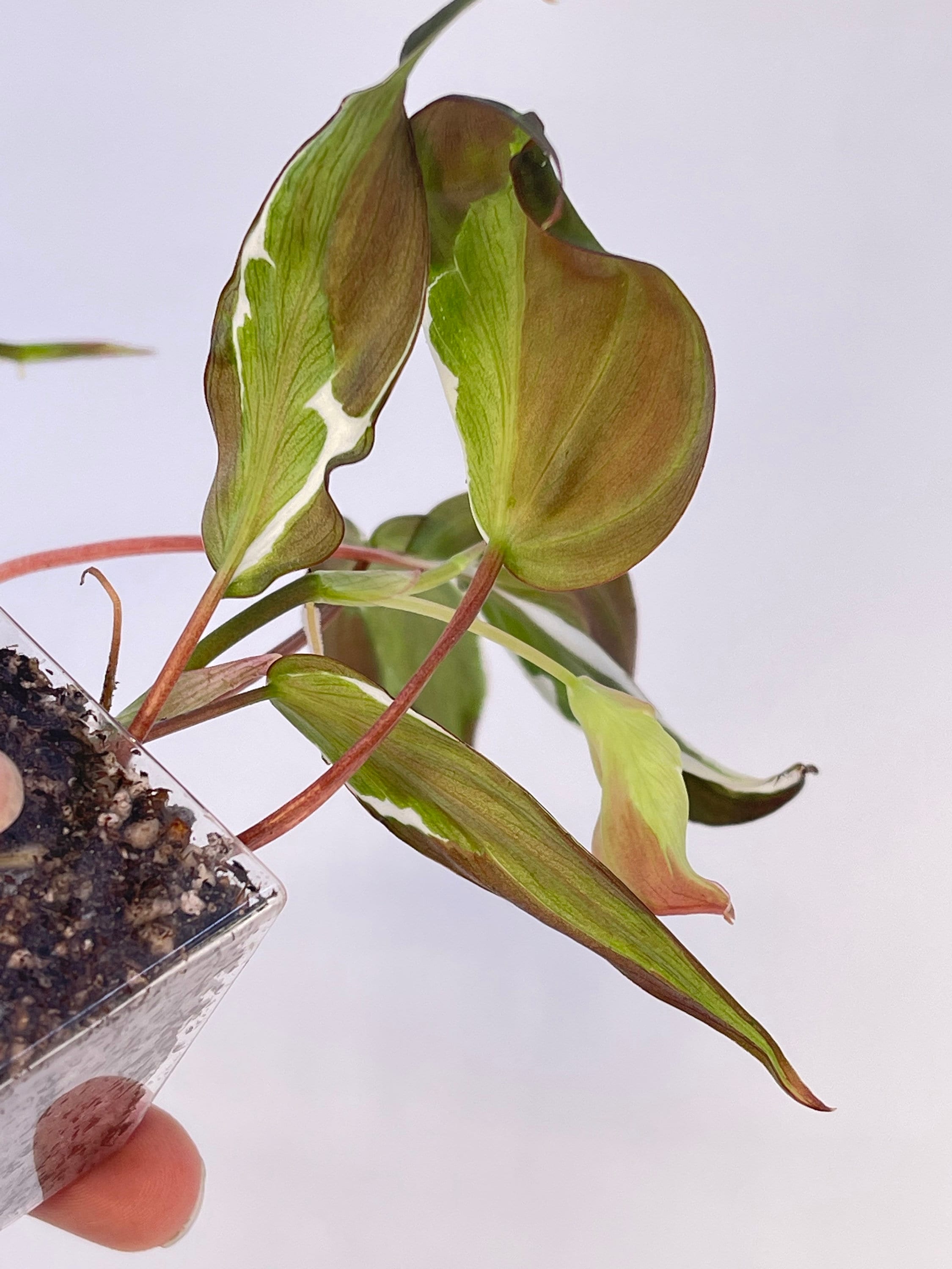 Variegated Philodendron micans ‘Velvet Halo’ Non-Exact