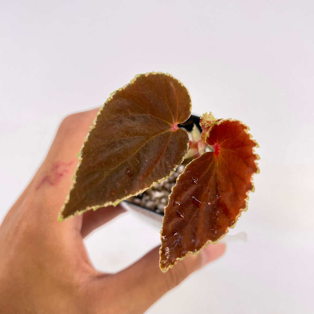 Begonia Botanicaz 56 V.2
