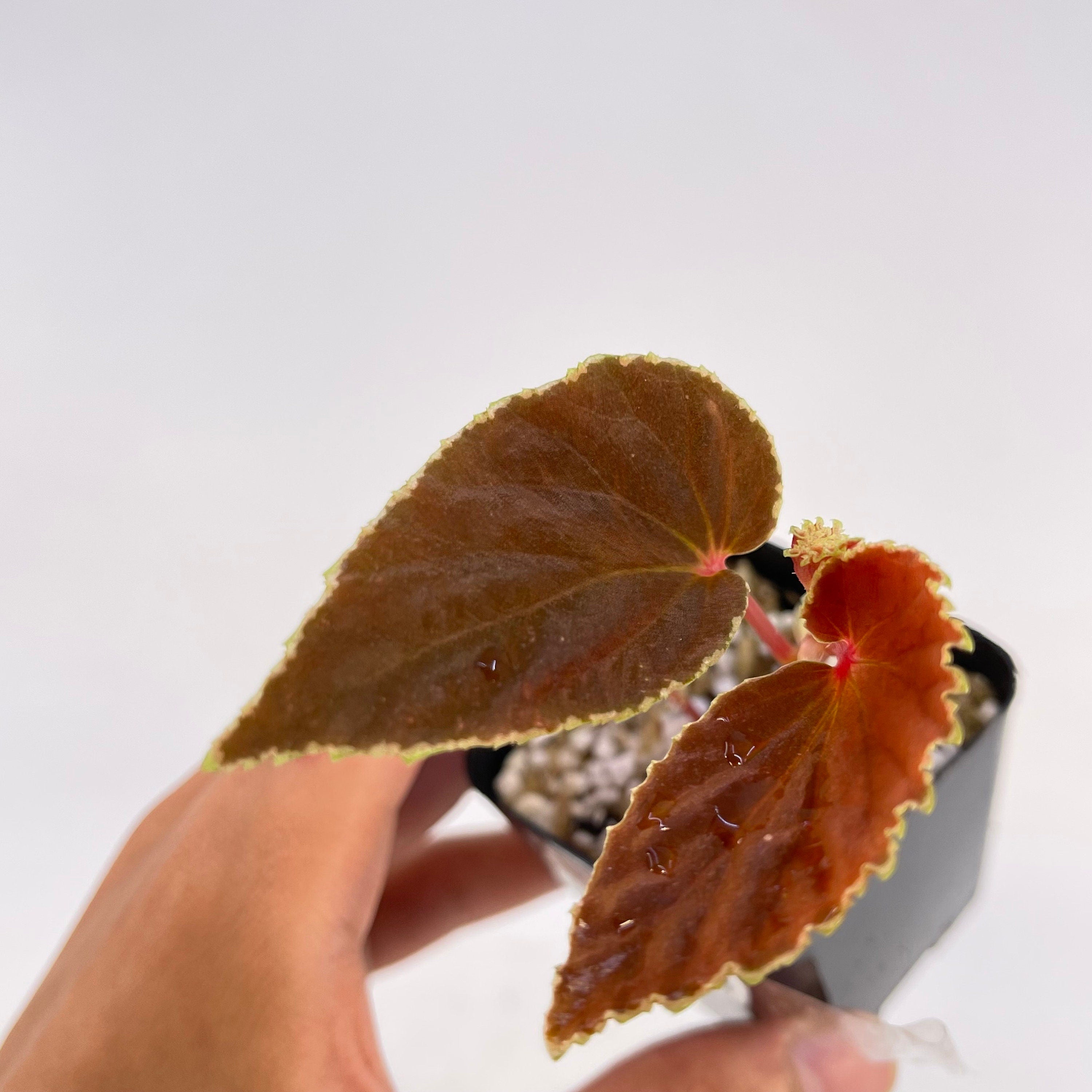 Begonia Botanicaz 56 V.2