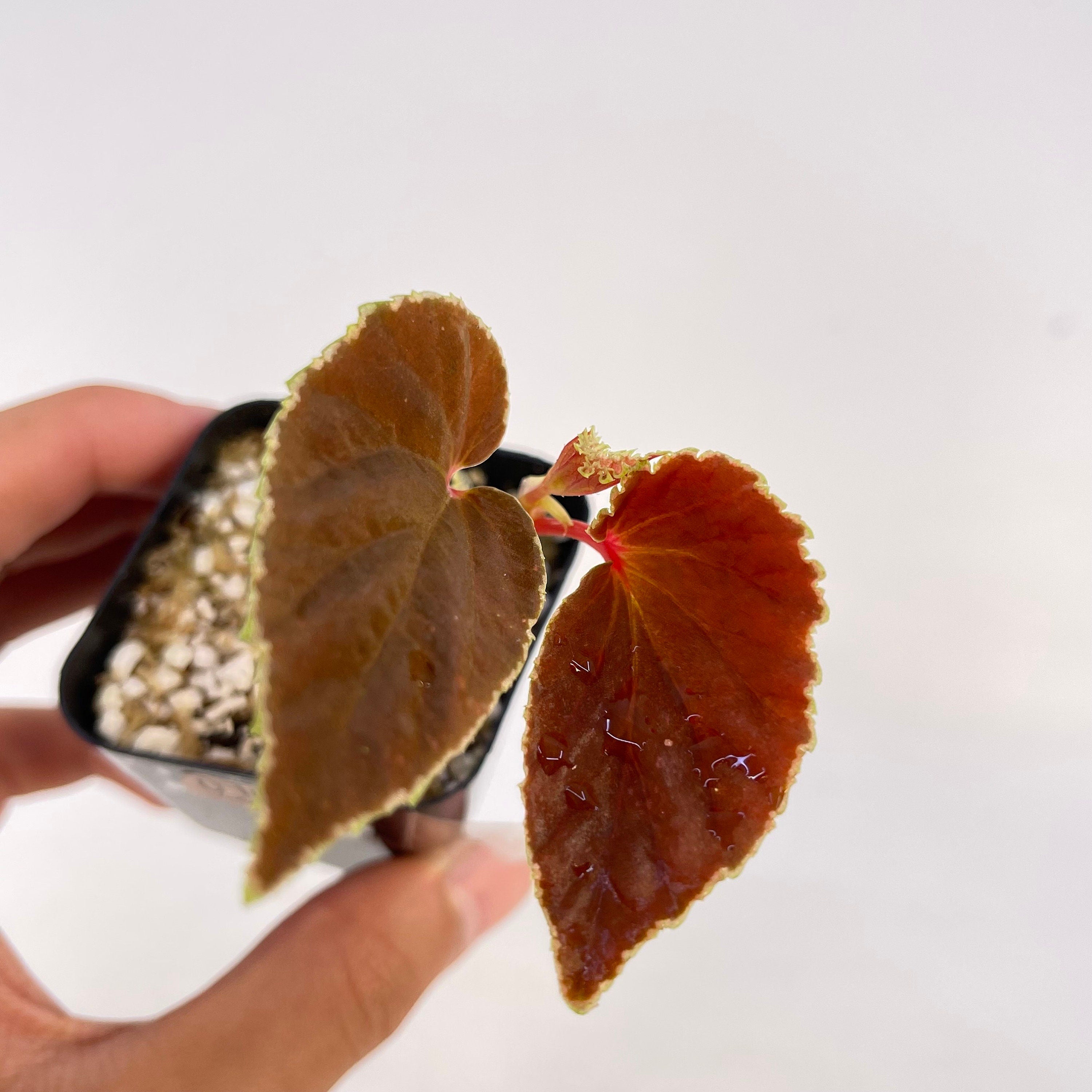 Begonia Botanicaz 56 V.2