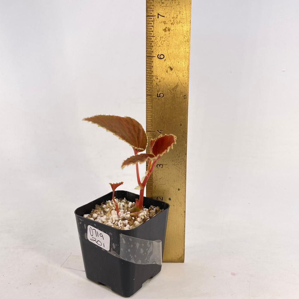 Begonia Botanicaz 56 V.2