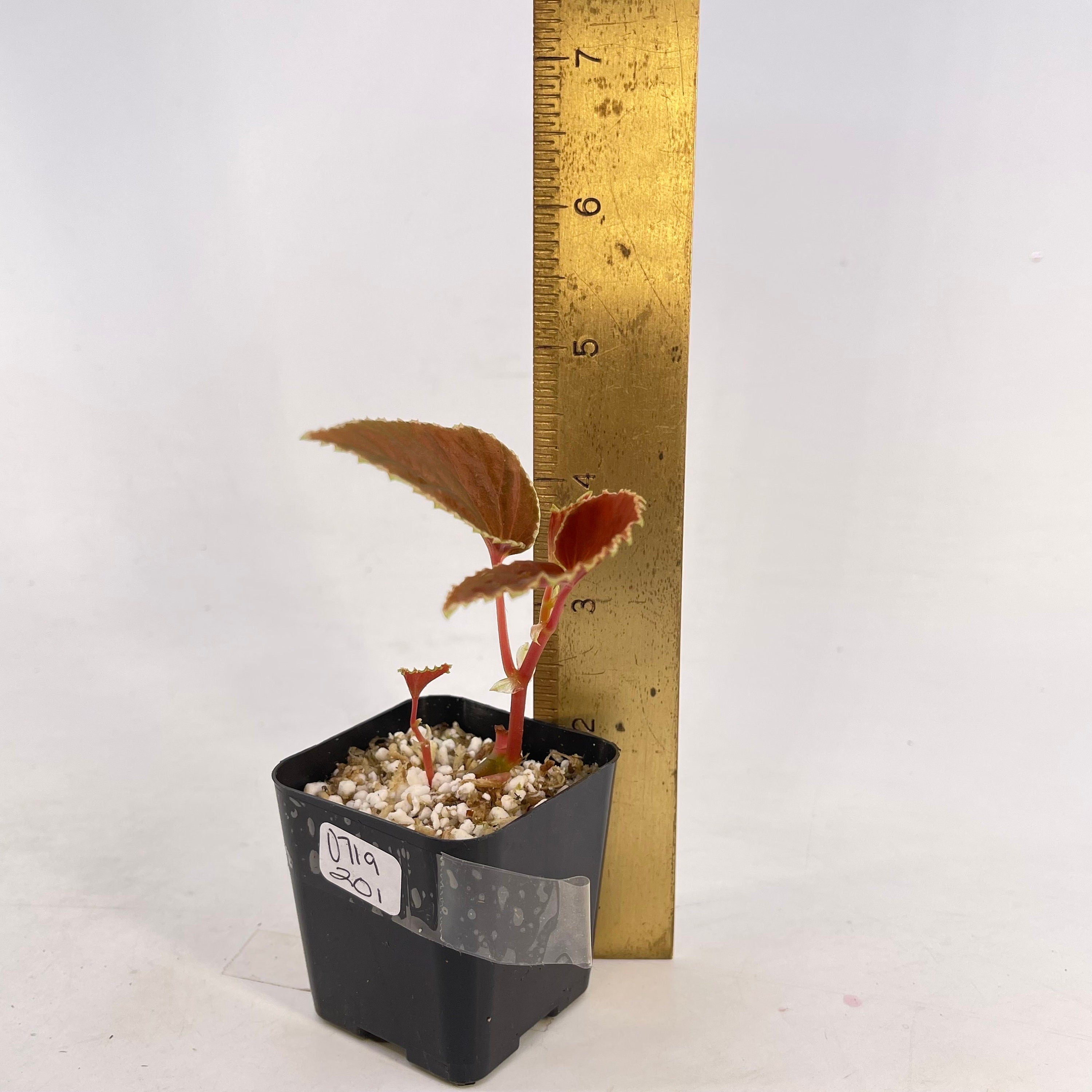 Begonia Botanicaz 56 V.2