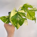 Variegated Rhaphidophora tetrasperma (non-exact) (Can acclimate to house conditions)