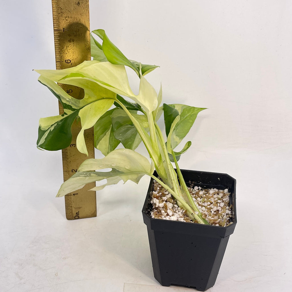 Variegated Rhaphidophora tetrasperma (non-exact) (Can acclimate to house conditions)