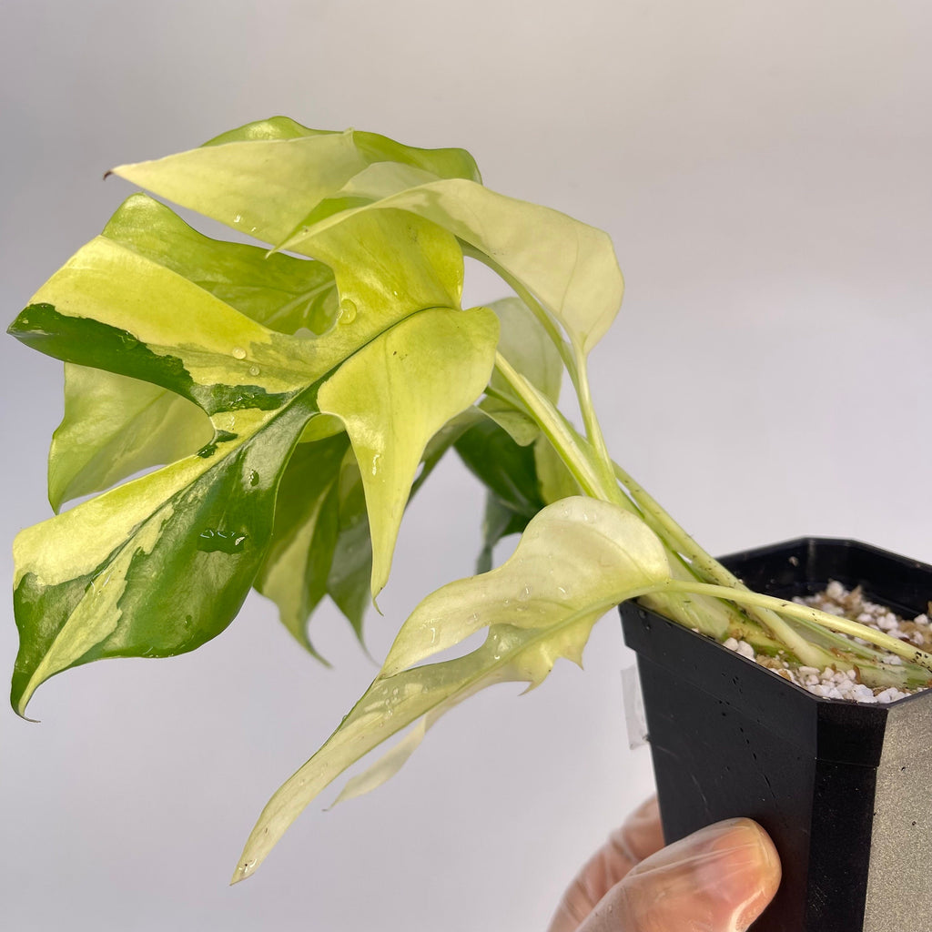 Variegated Rhaphidophora tetrasperma (non-exact) (Can acclimate to house conditions)