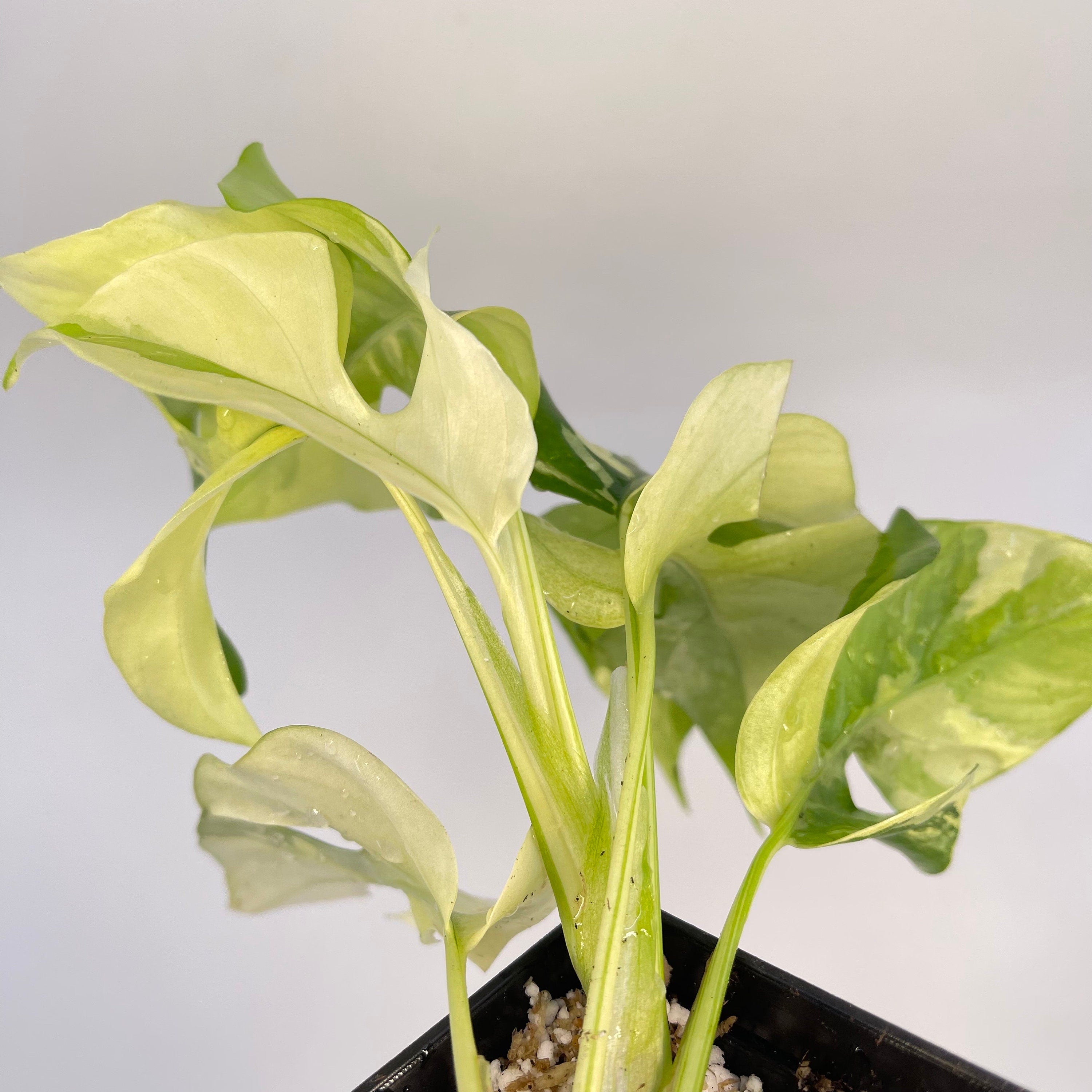 Variegated Rhaphidophora tetrasperma (non-exact) (Can acclimate to house conditions)