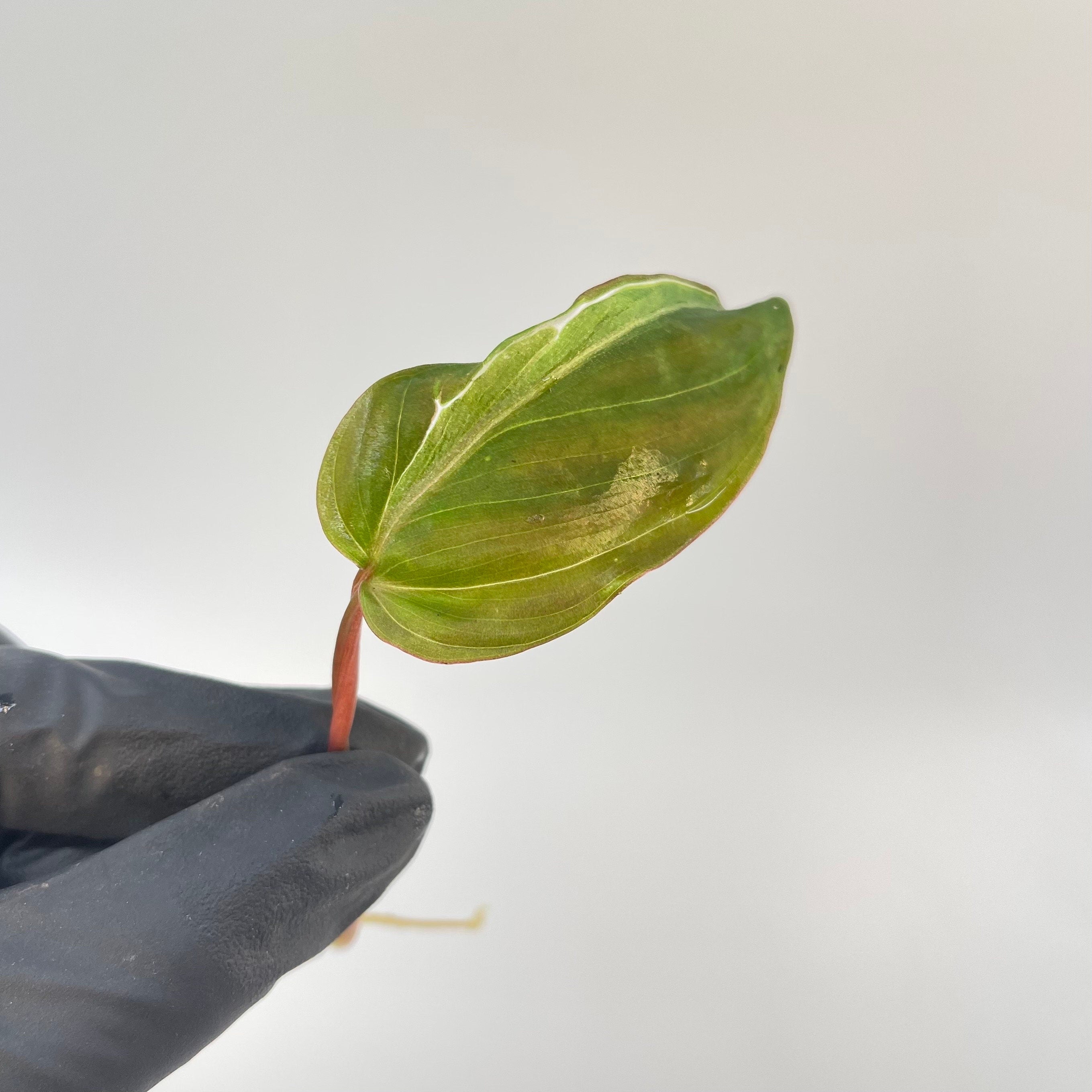 One FREE per item purchased. Variegated Philodendron Micans ‘Velvet Halo’ (MID CUTTING) (Can acclimate to house conditions)