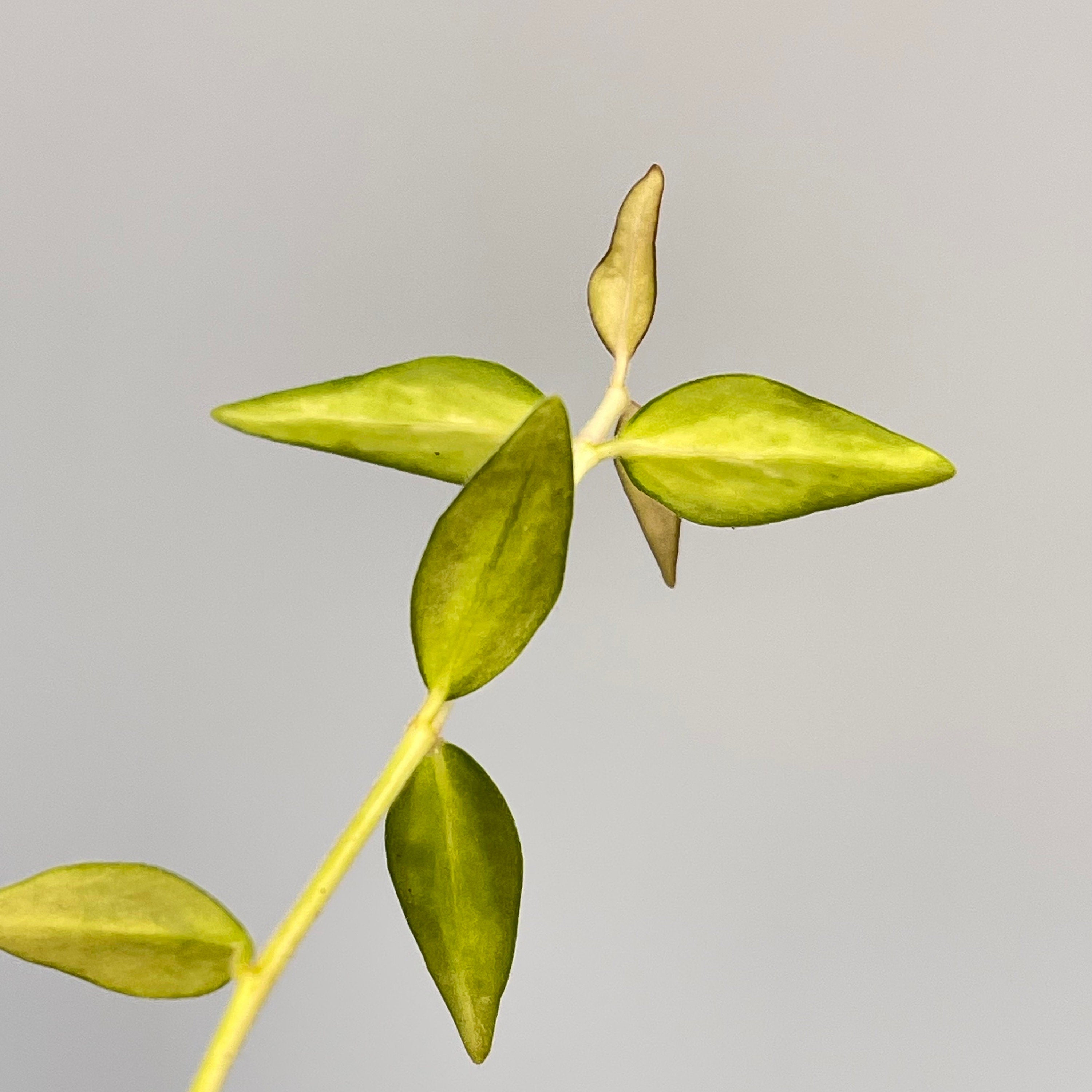 Variegated Hoya Bella (Can acclimate to house conditions)