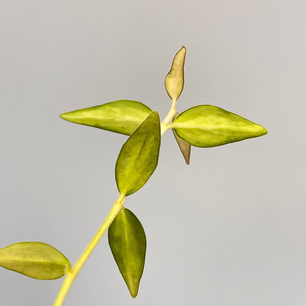 READY SOON Variegated Hoya Bella (Can acclimate to house conditions)