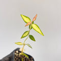 READY SOON Variegated Hoya Bella (Can acclimate to house conditions)