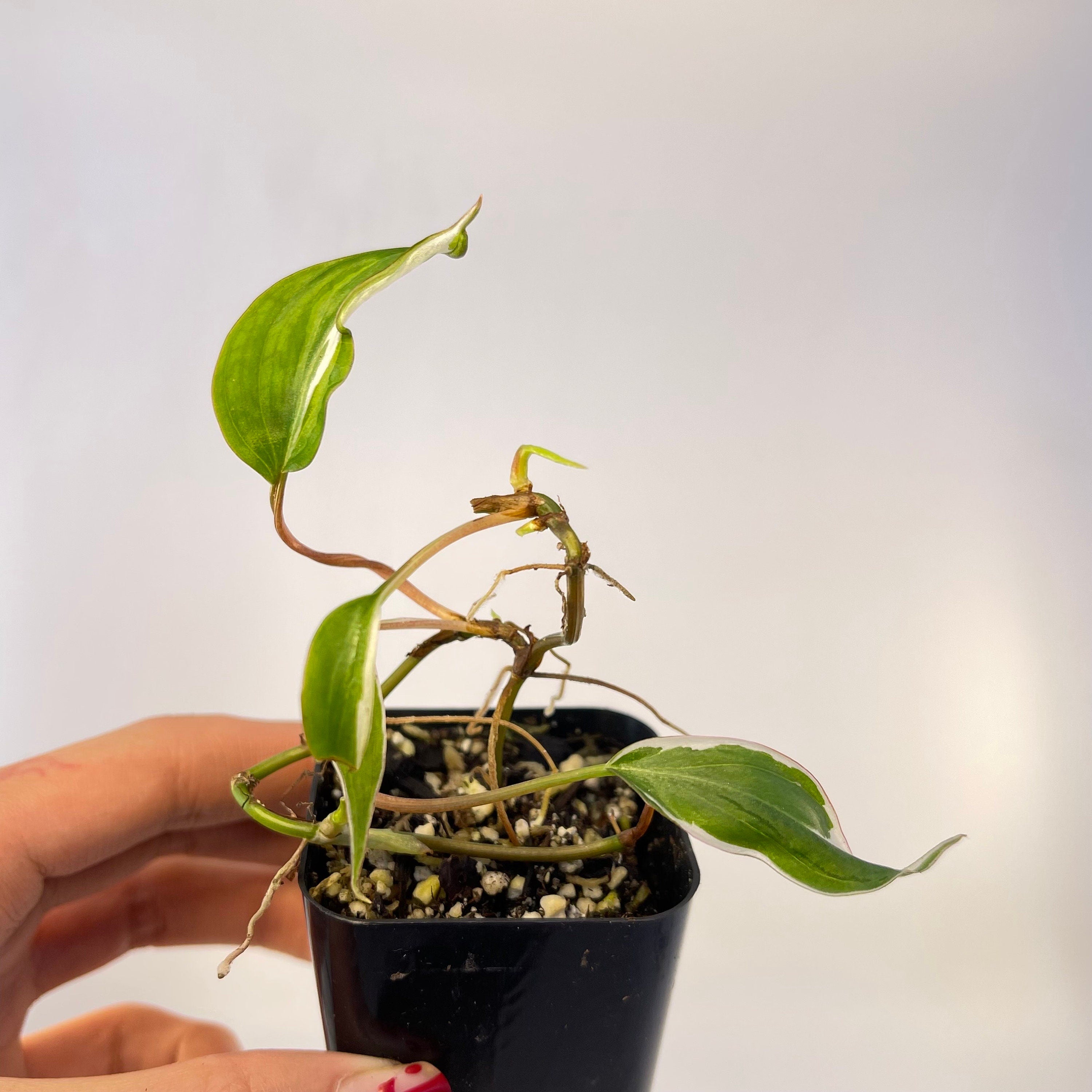 One FREE per item purchased Variegated Philodendron Micans ‘Velvet Halo’ (Imperfect) (Can acclimate to house conditions)