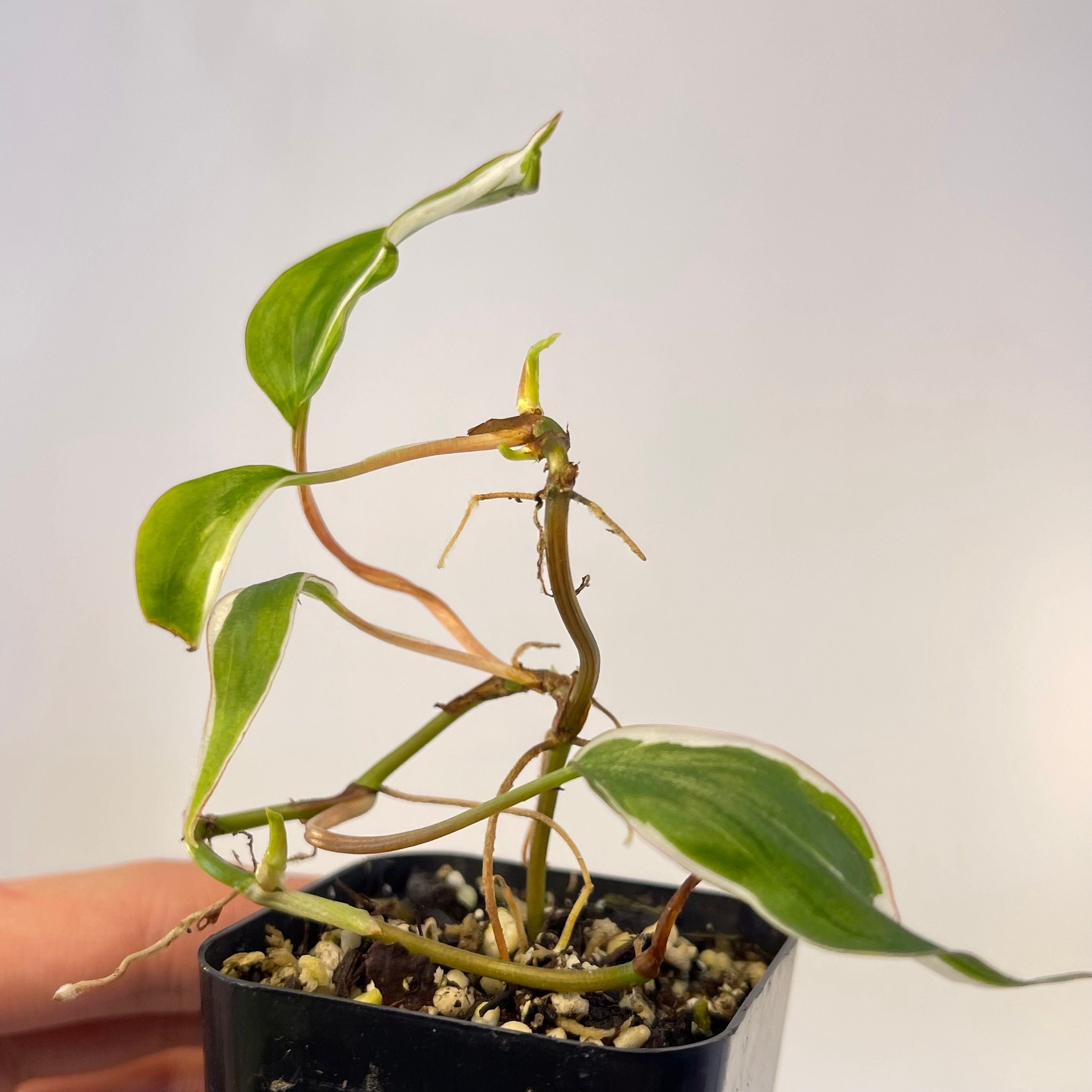 One FREE per item purchased Variegated Philodendron Micans ‘Velvet Halo’ (Imperfect) (Can acclimate to house conditions)