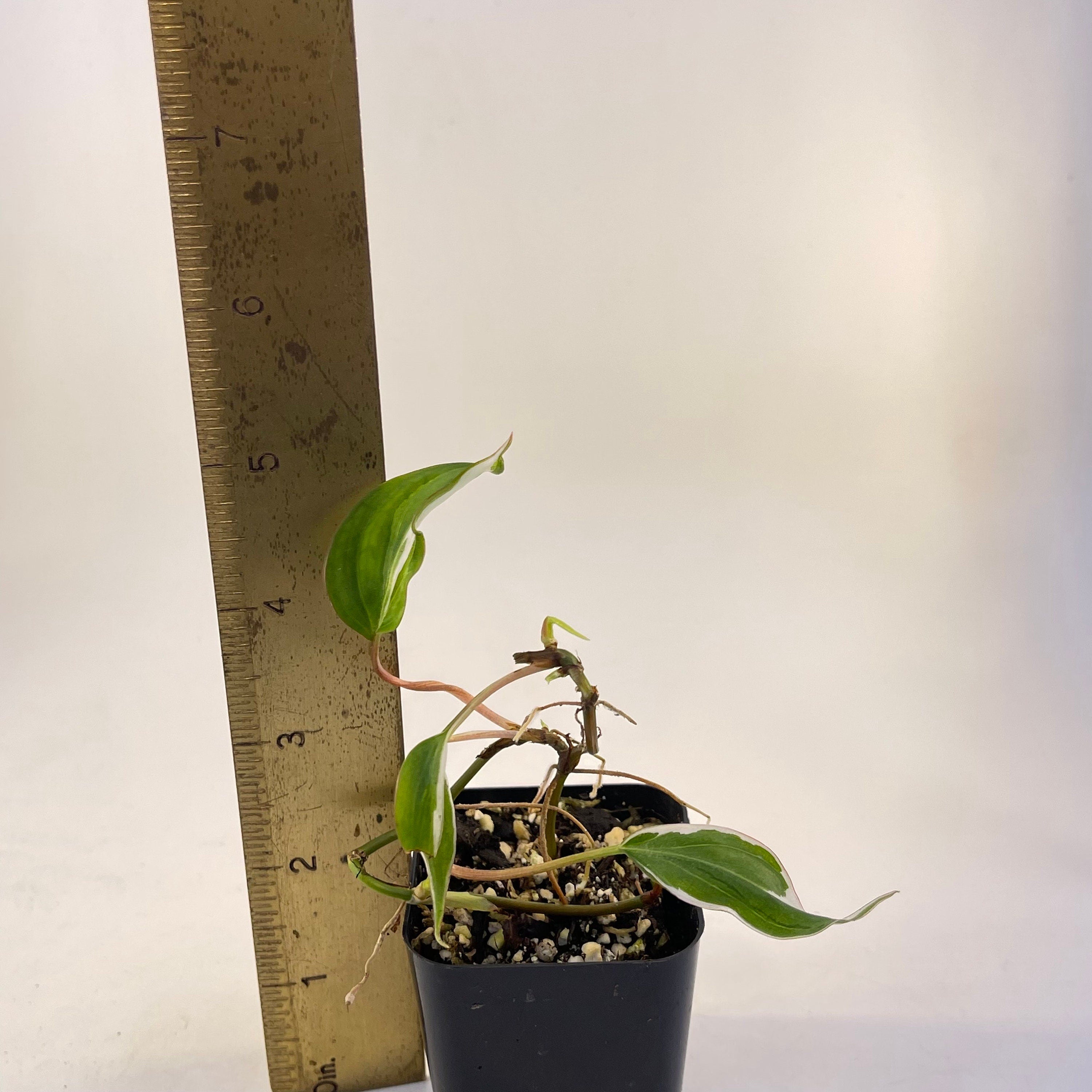 One FREE per item purchased Variegated Philodendron Micans ‘Velvet Halo’ (Imperfect) (Can acclimate to house conditions)