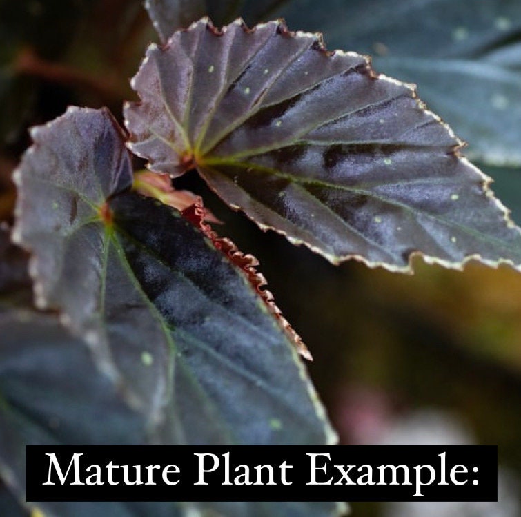 TOP CUTTING Begonia Botanicaz 3 (Can acclimate to house conditions)