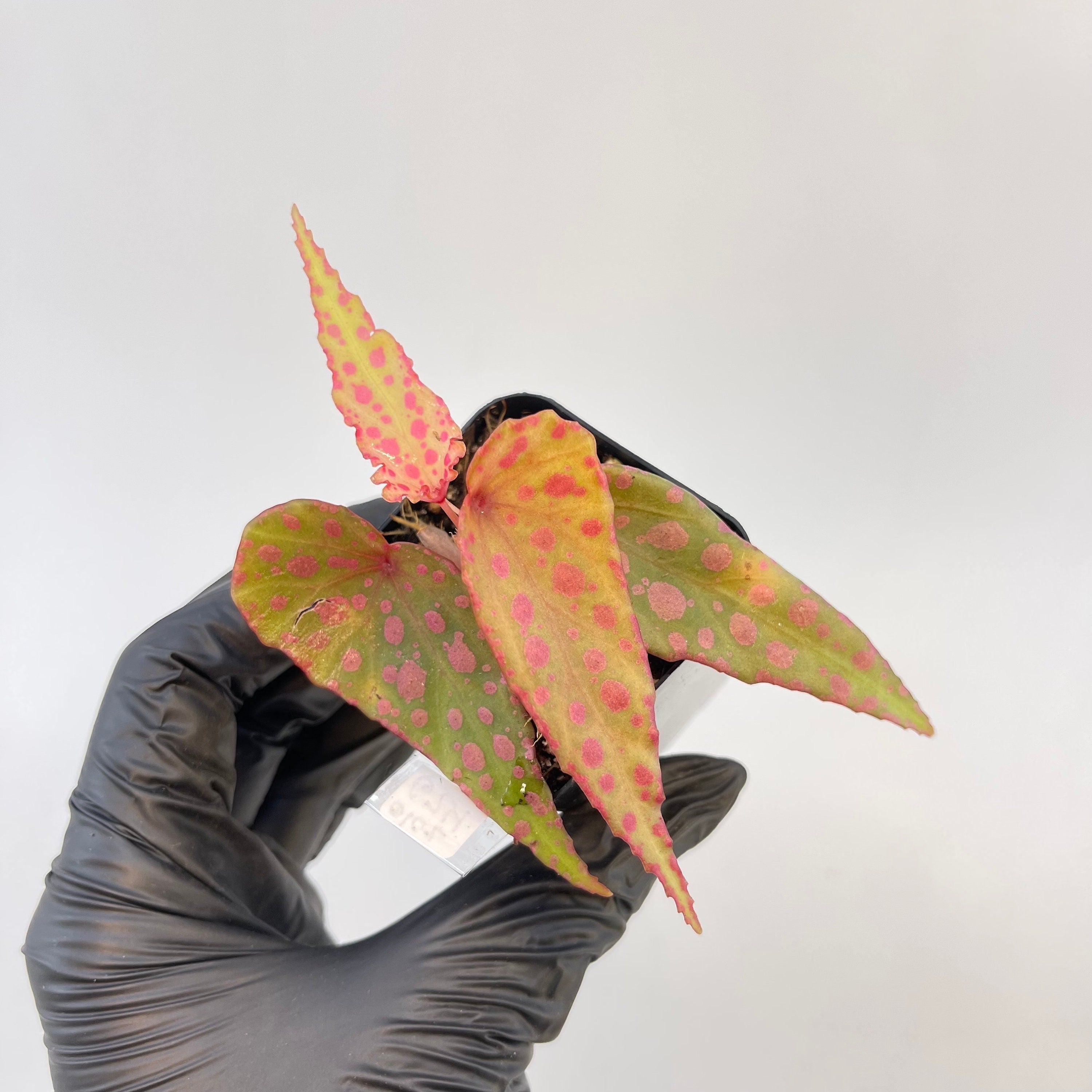Begonia Botanicaz 33 Begonia malachosticta x Begonia amphioxus (Can acclimate to house conditions) Fragrant Blooms