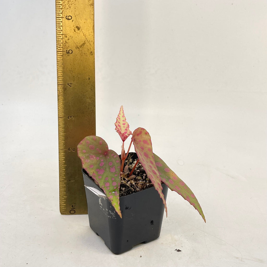 Begonia Botanicaz 33 Begonia malachosticta x Begonia amphioxus (Can acclimate to house conditions) Fragrant Blooms