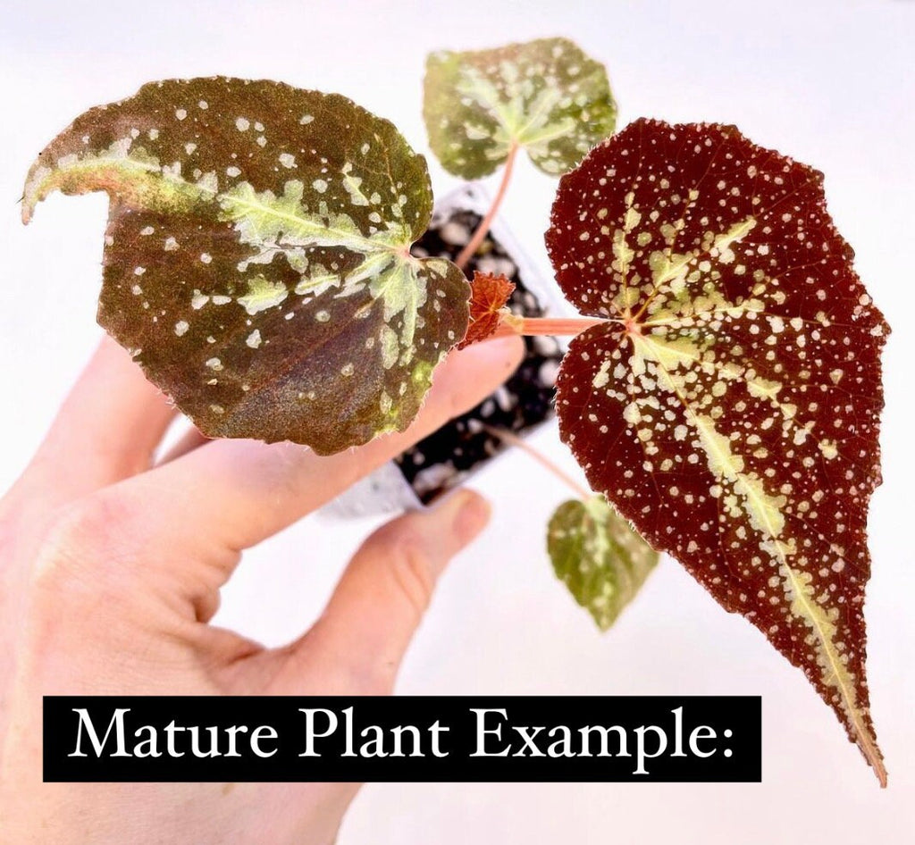 Begonia Botanicaz 22 (Can acclimate to house conditions)
