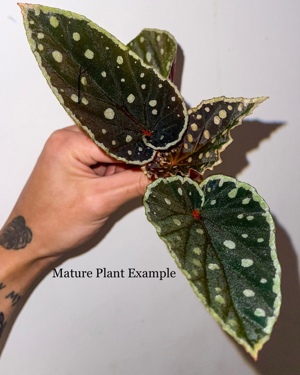 READY SOON Begonia Botanicaz 2