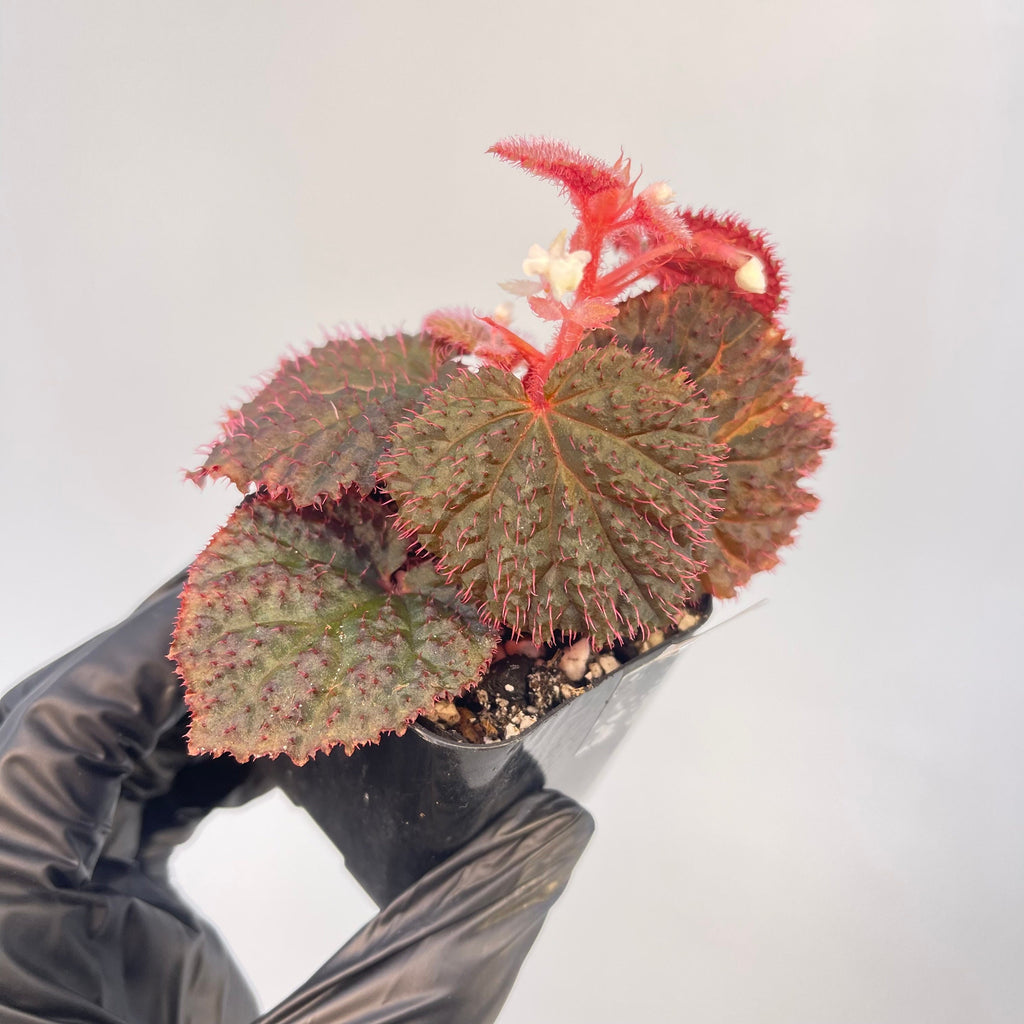 Begonia Botanicaz 7 ‘Dark Urchin’