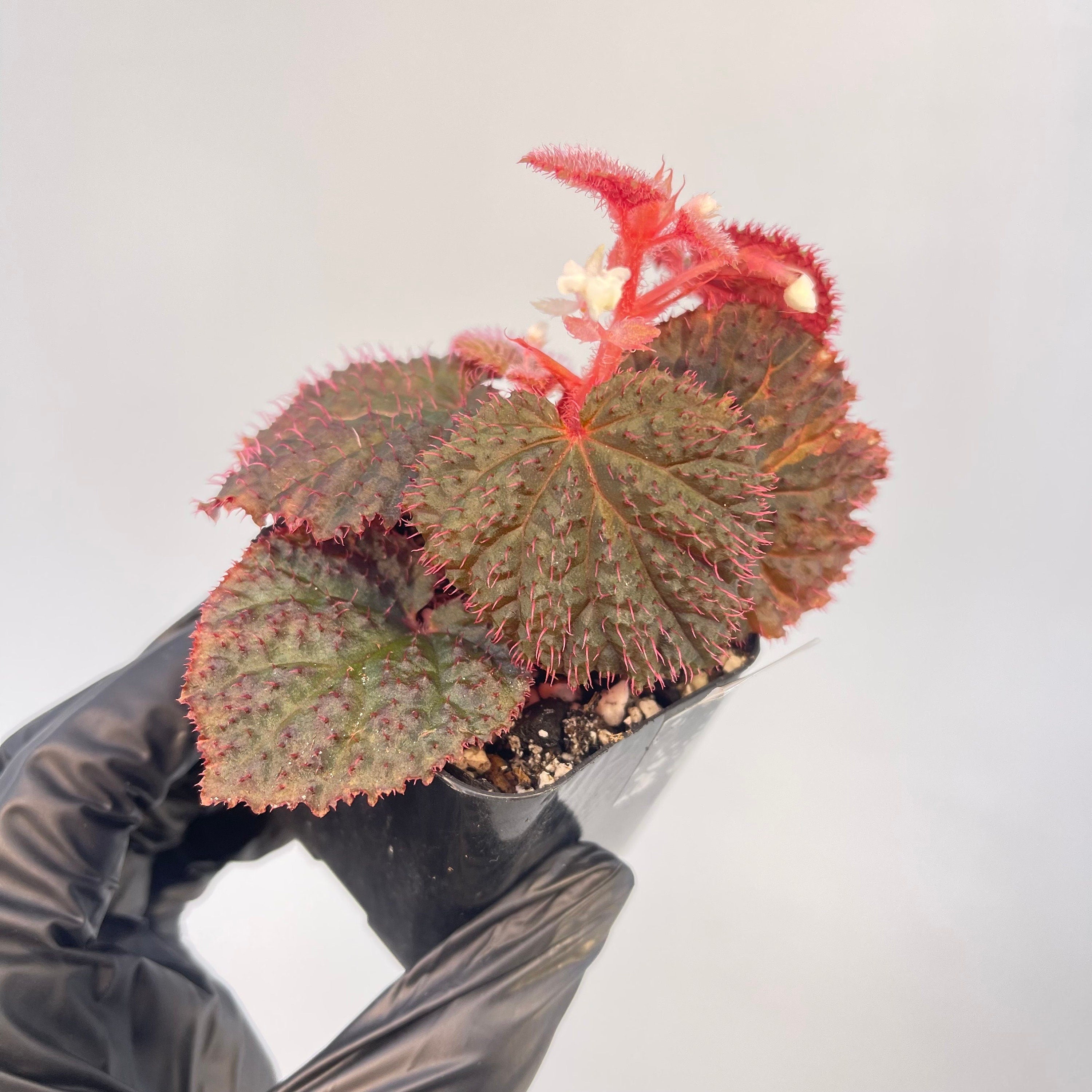 Begonia Botanicaz 7 ‘Dark Urchin’
